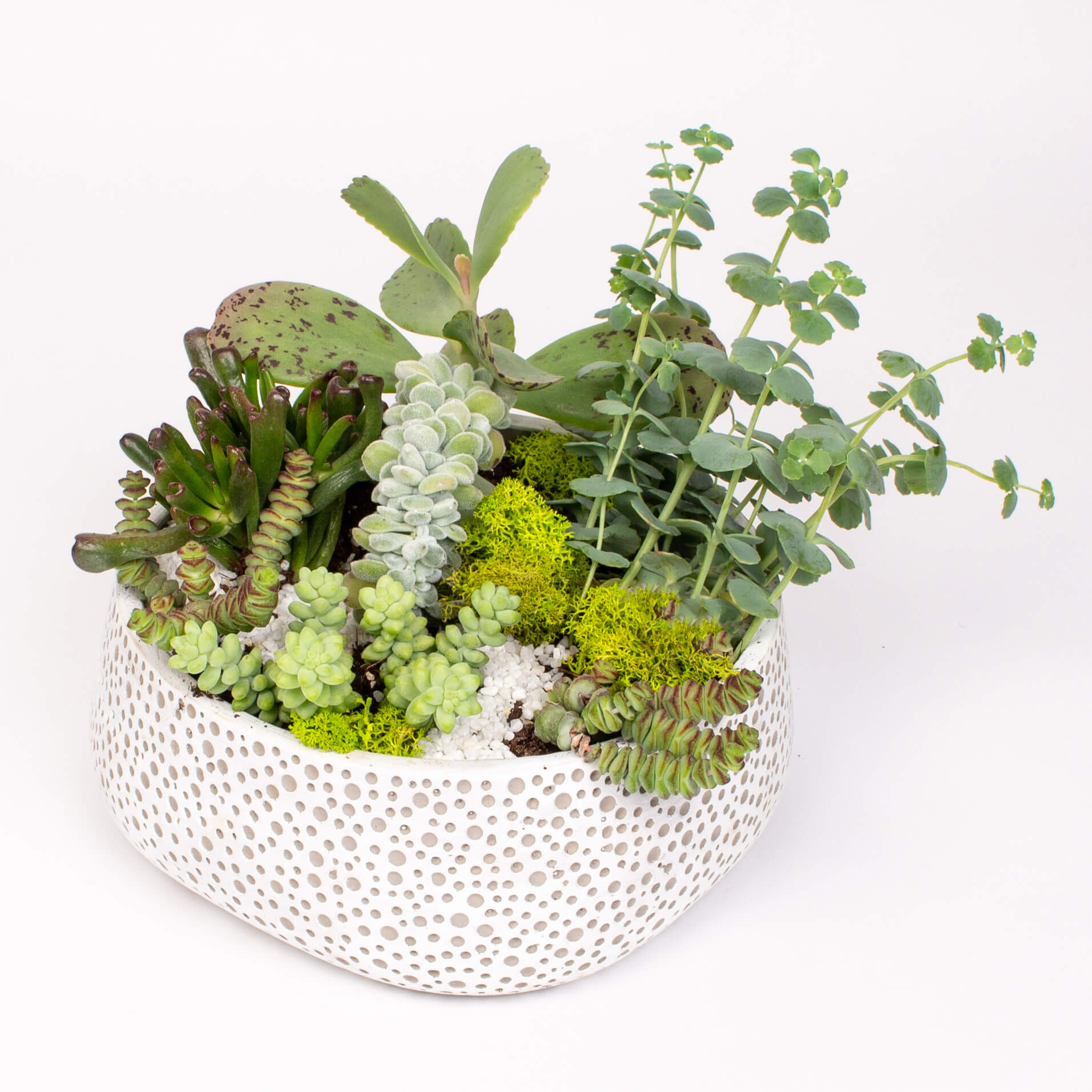 GTCE7b Suculente in vas ceramic Suculente in vas ceramic