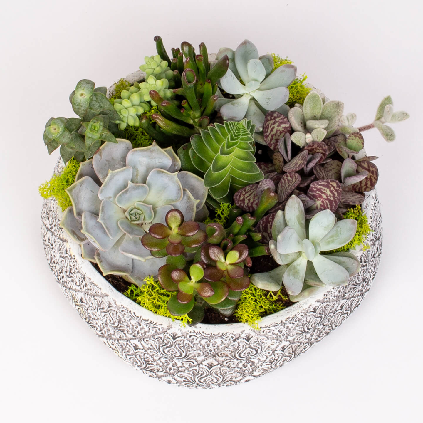 Aranjament cu suculente