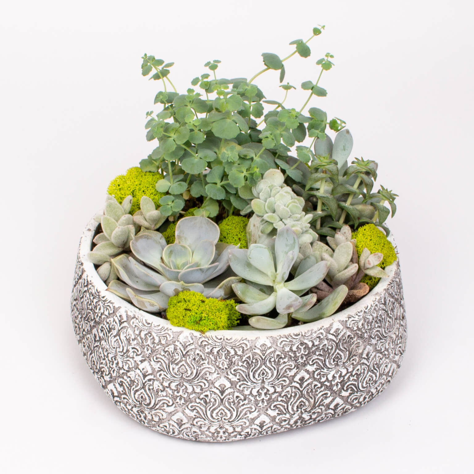 Vas ceramic cu echeveria