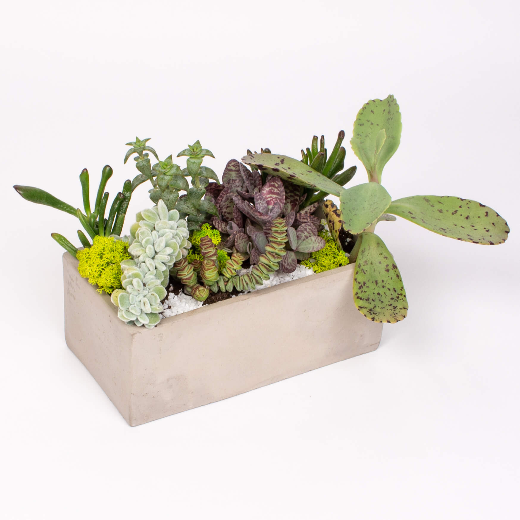 GTCO1 Suculente in vas de ciment Suculente in vas de ciment