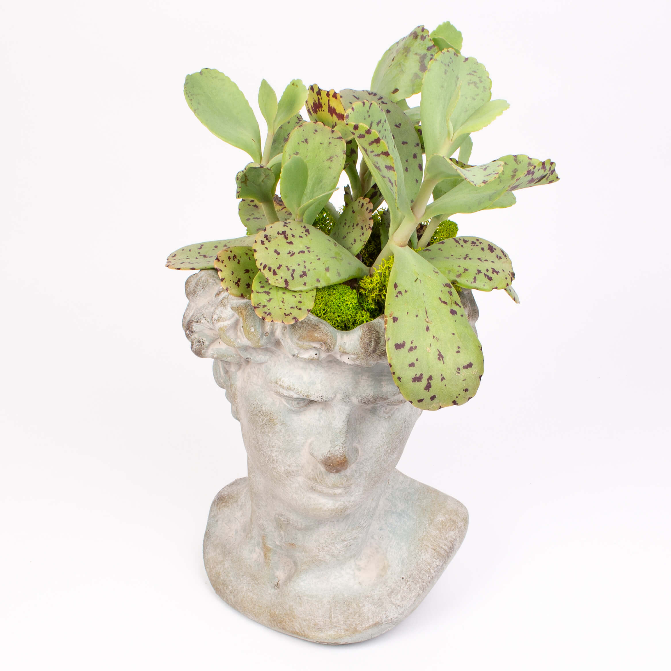 Bust barbat cu kalanchoe marmorata