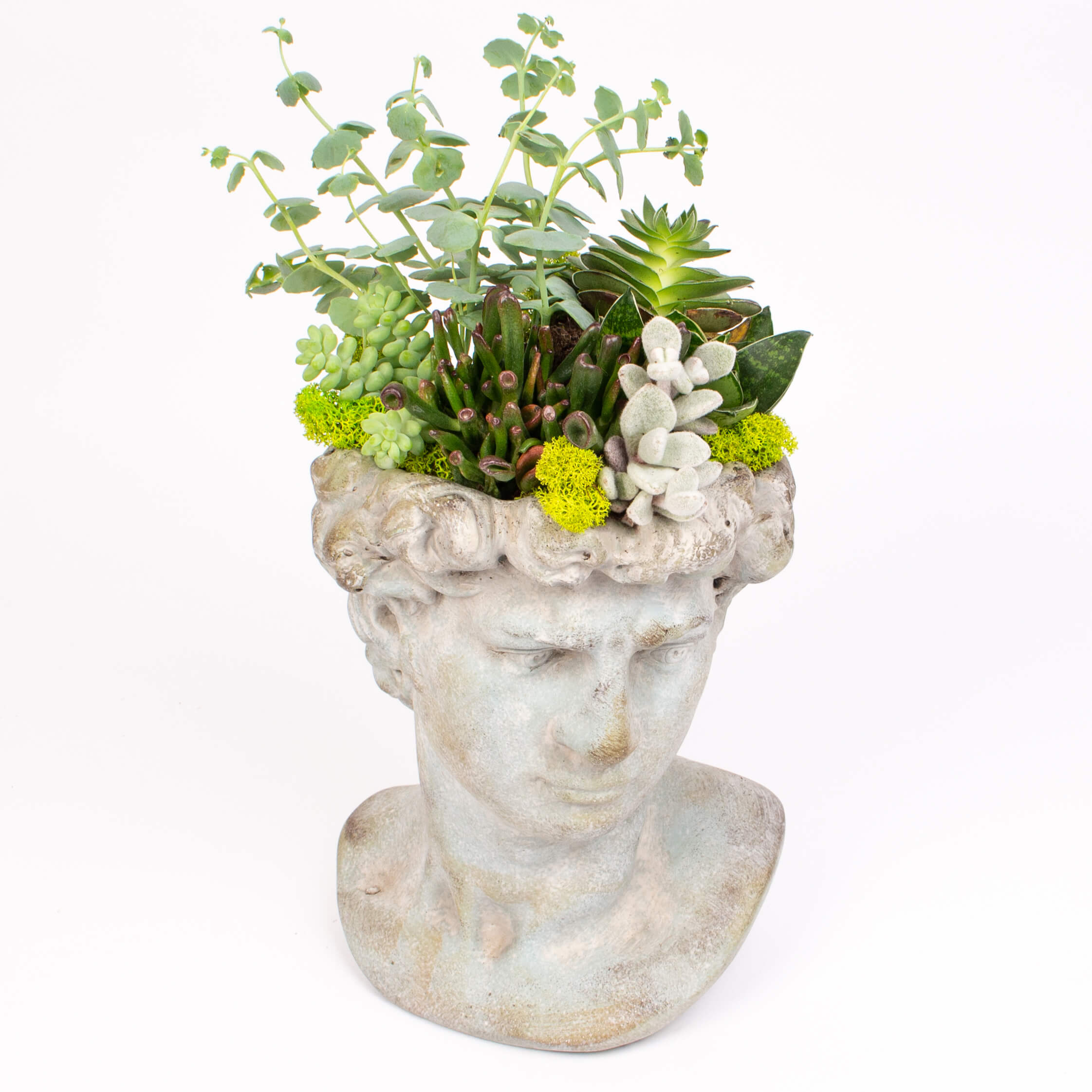 Bust barbat cu suculente