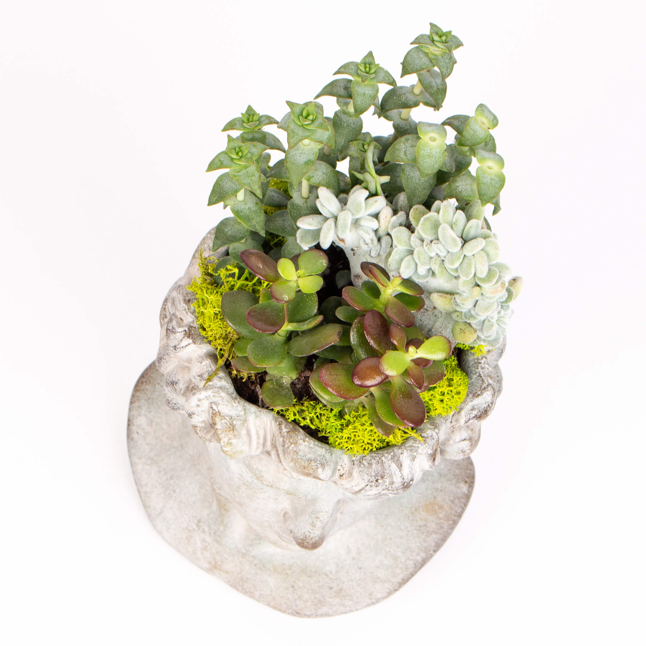 GTCO12c Statuie barbat cu suculente