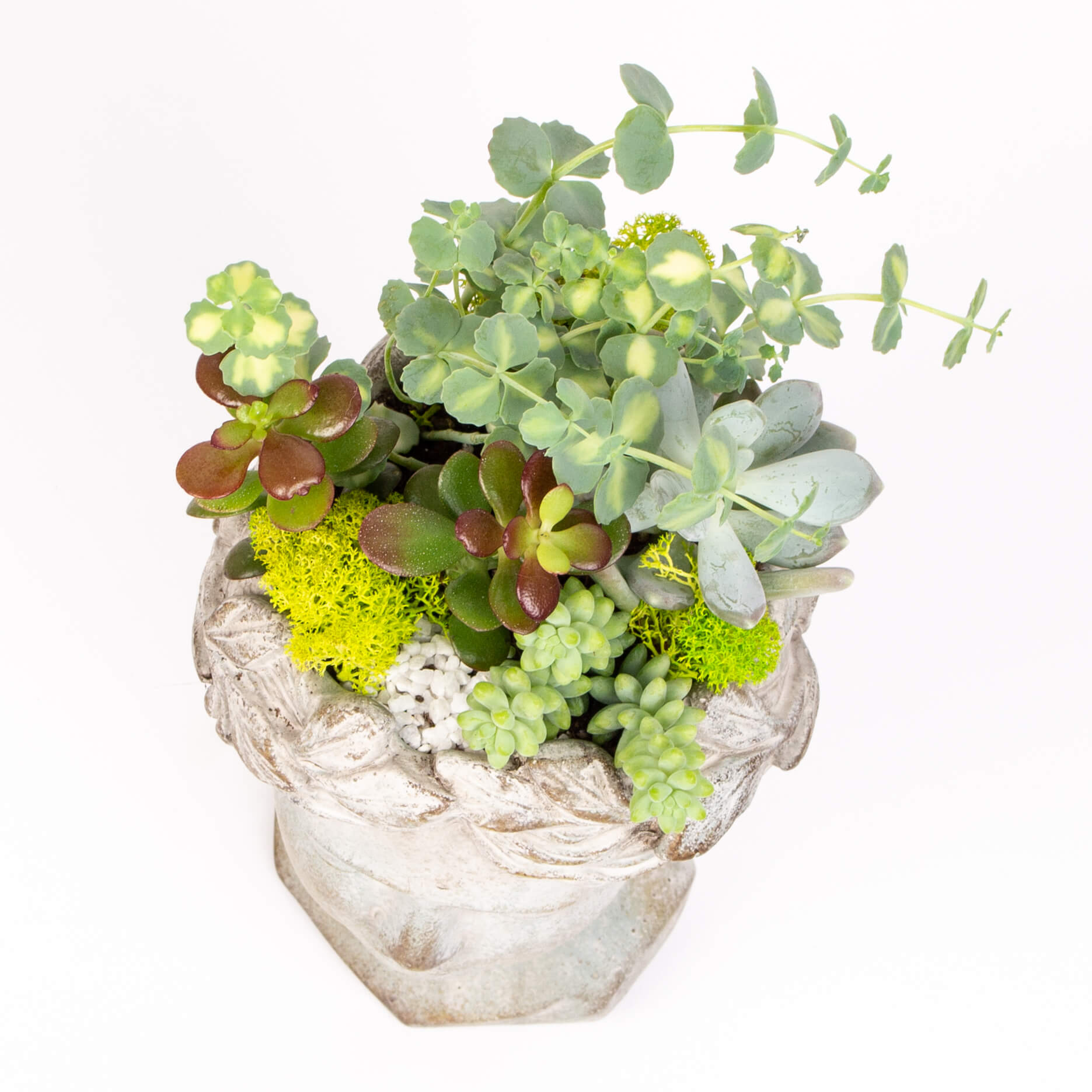 Bust femeie cu suculente