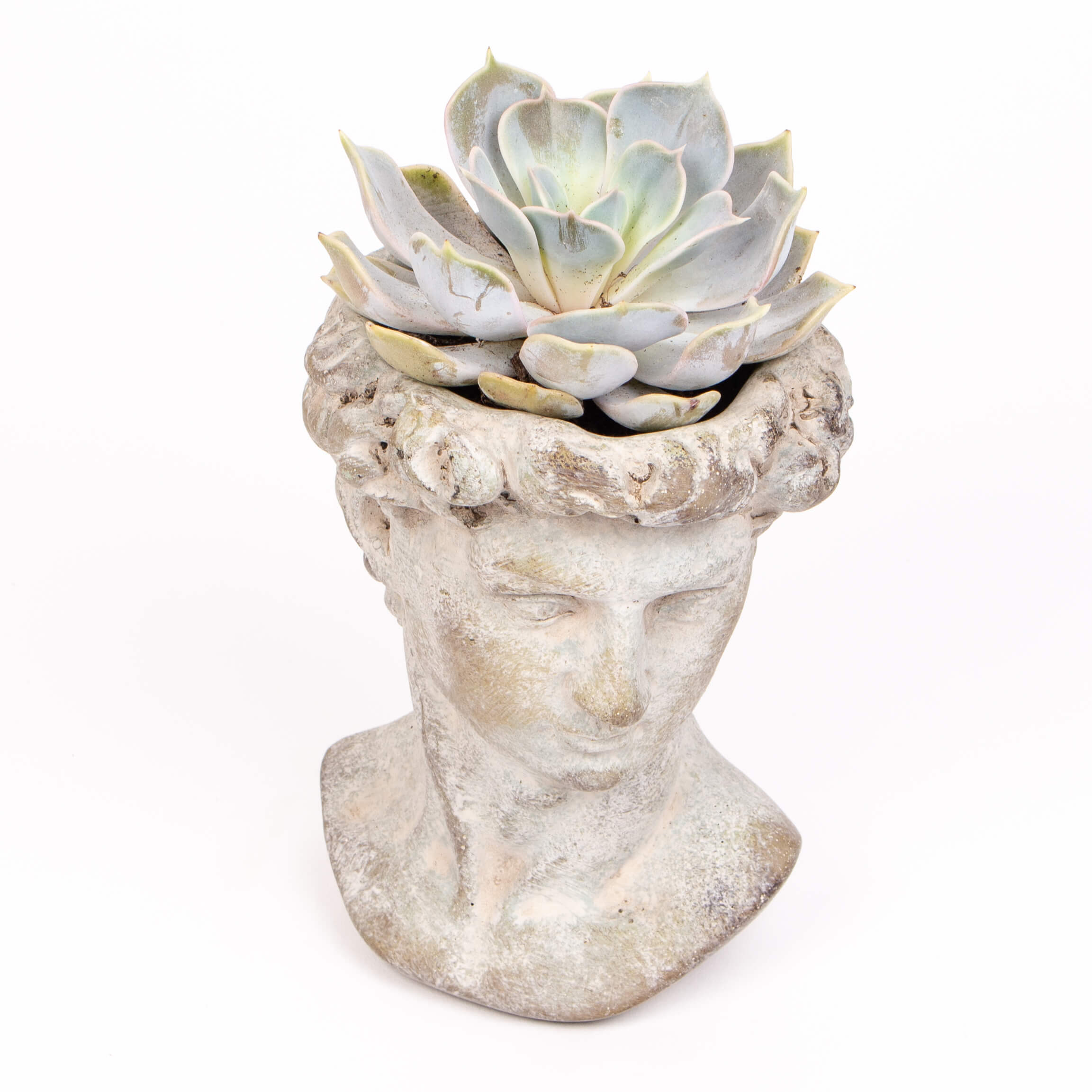 Ghiveci statuie cu echeveria