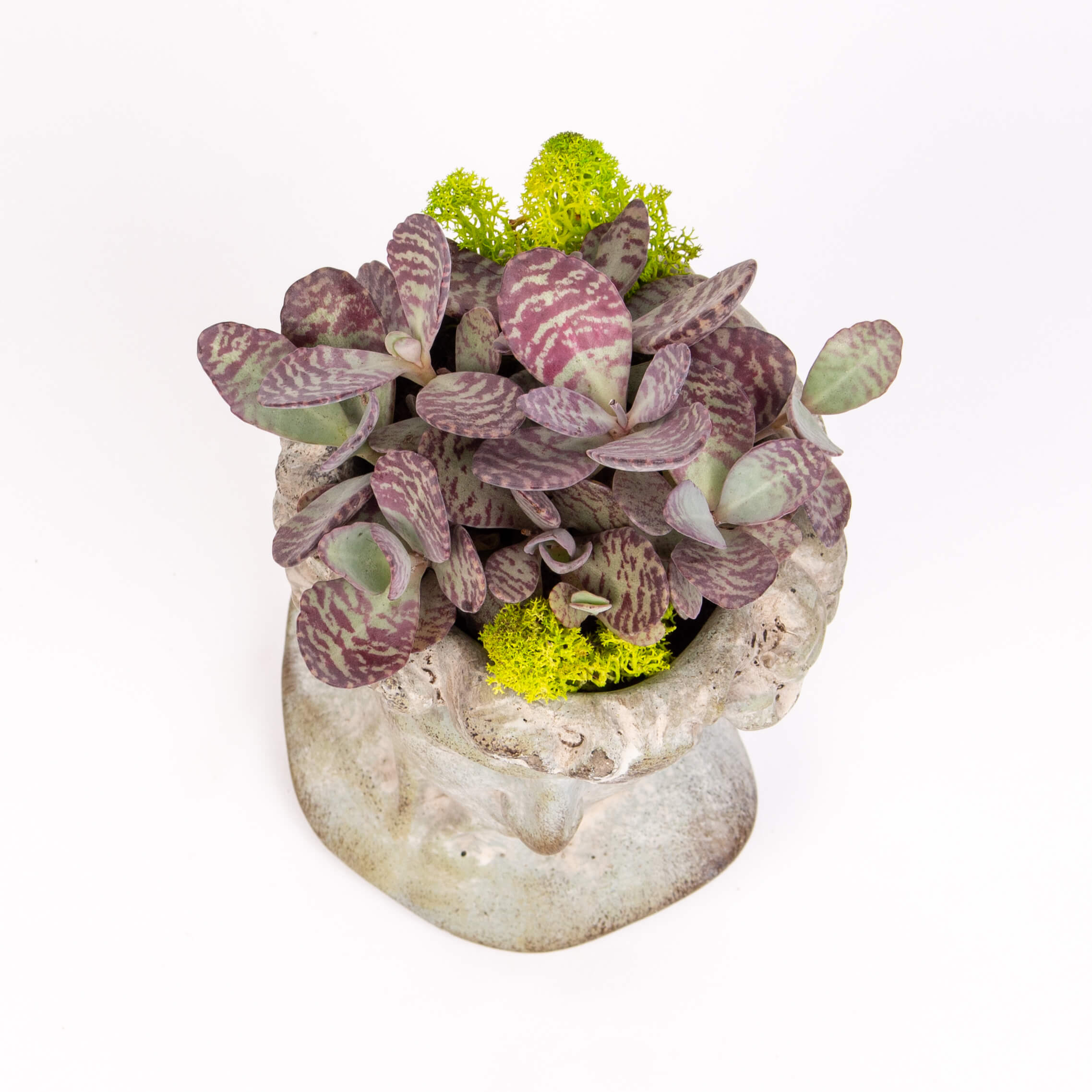 GTCO17c Ghiveci statuie cu kalanchoe Ghiveci statuie cu kalanchoe