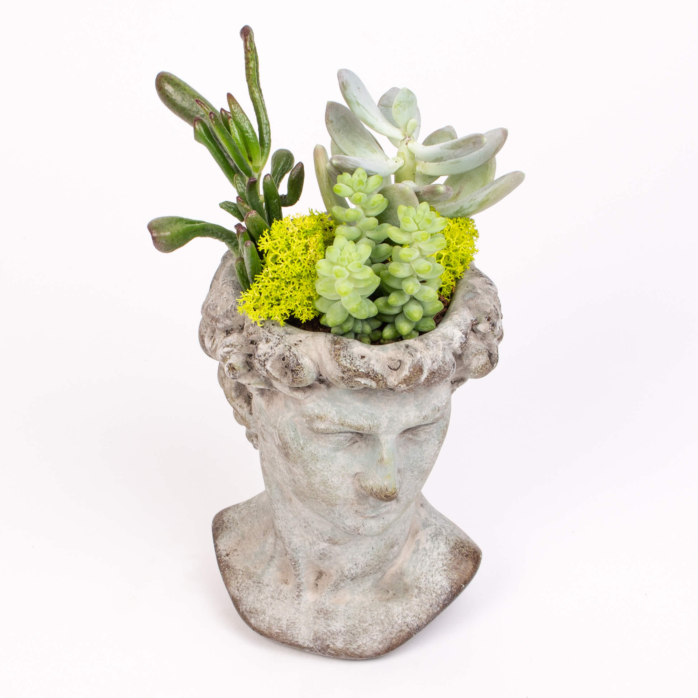 Vas statuie cu suculente