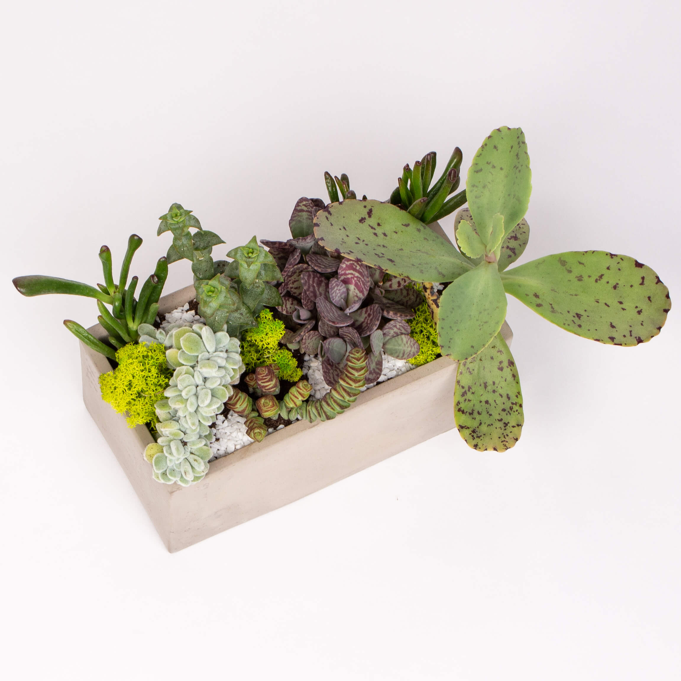 Suculente in vas de ciment