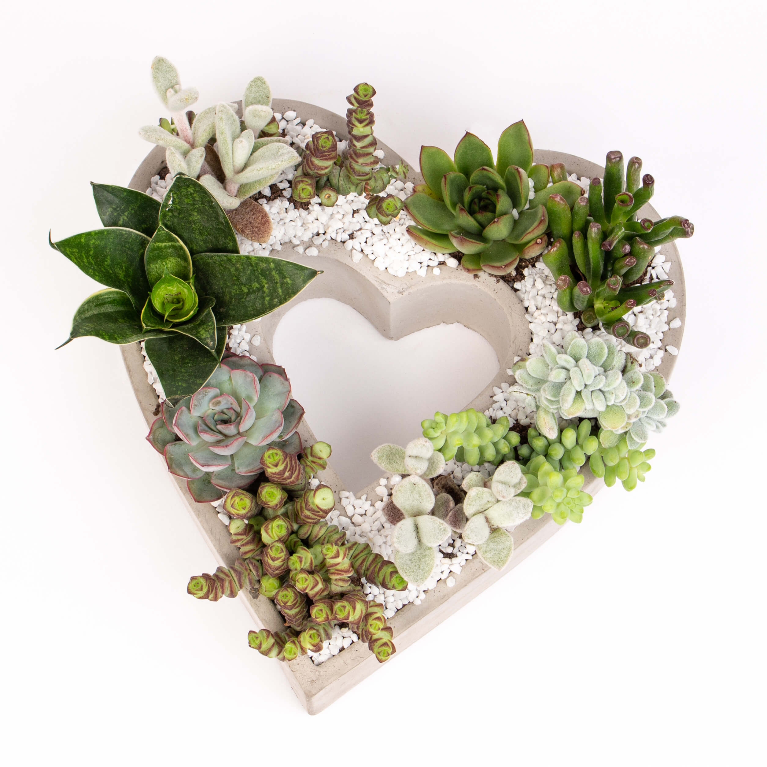 Inima ciment cu suculente