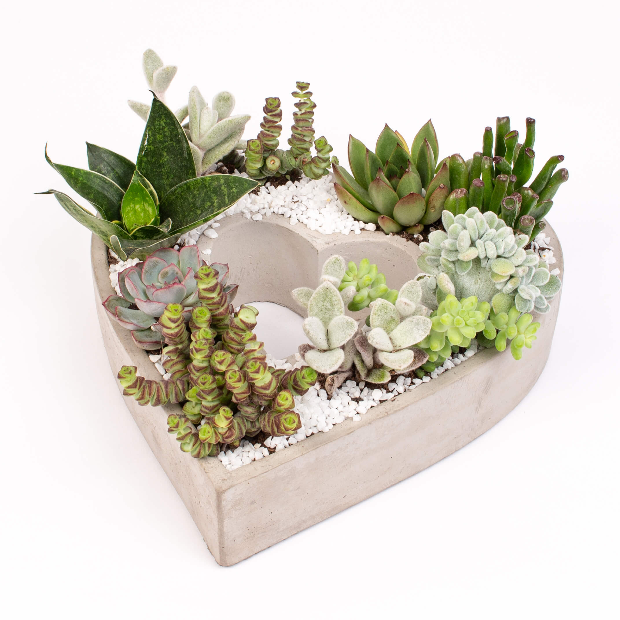 GTCO21b Inima ciment cu suculente