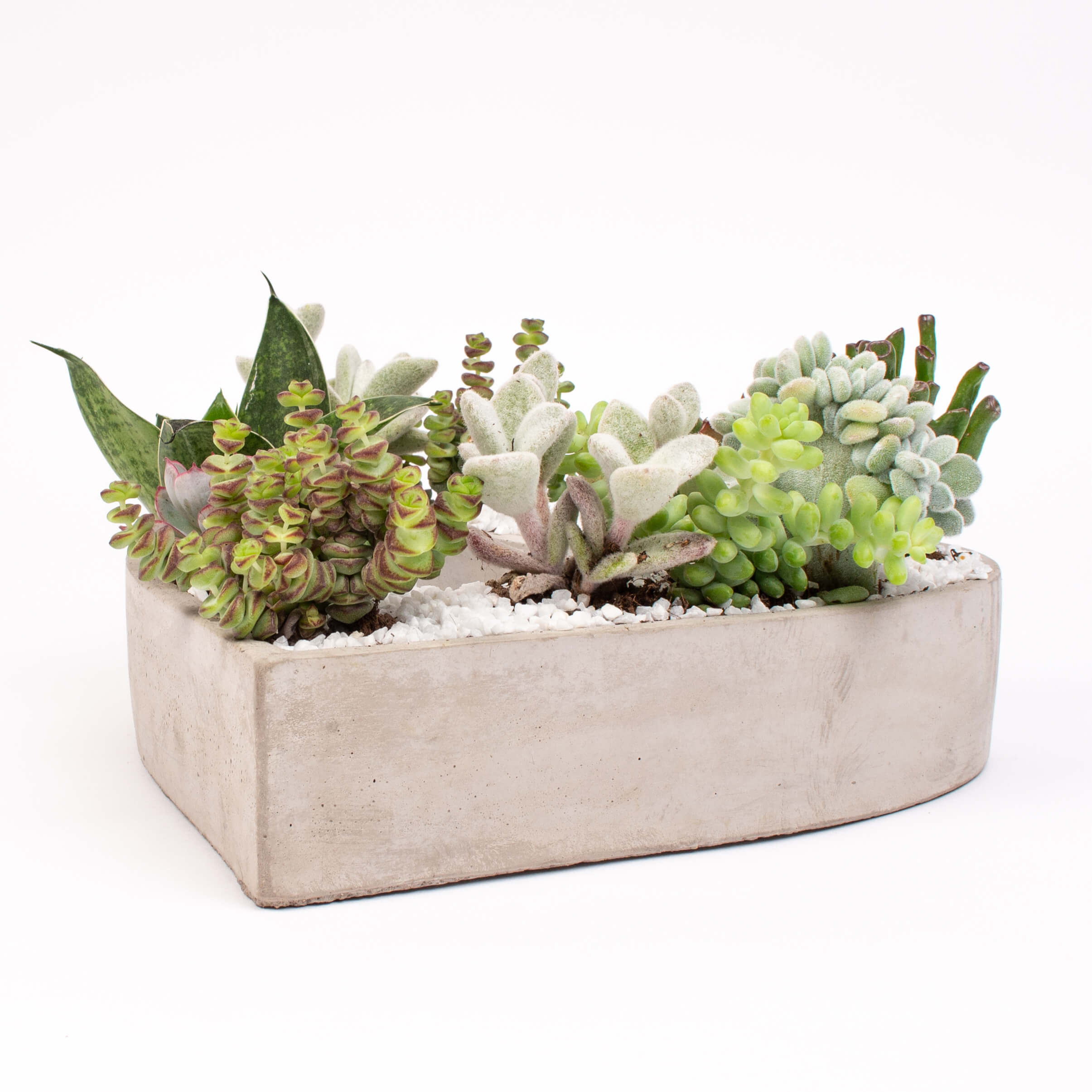 GTCO21c Inima ciment cu suculente Inima ciment cu suculente