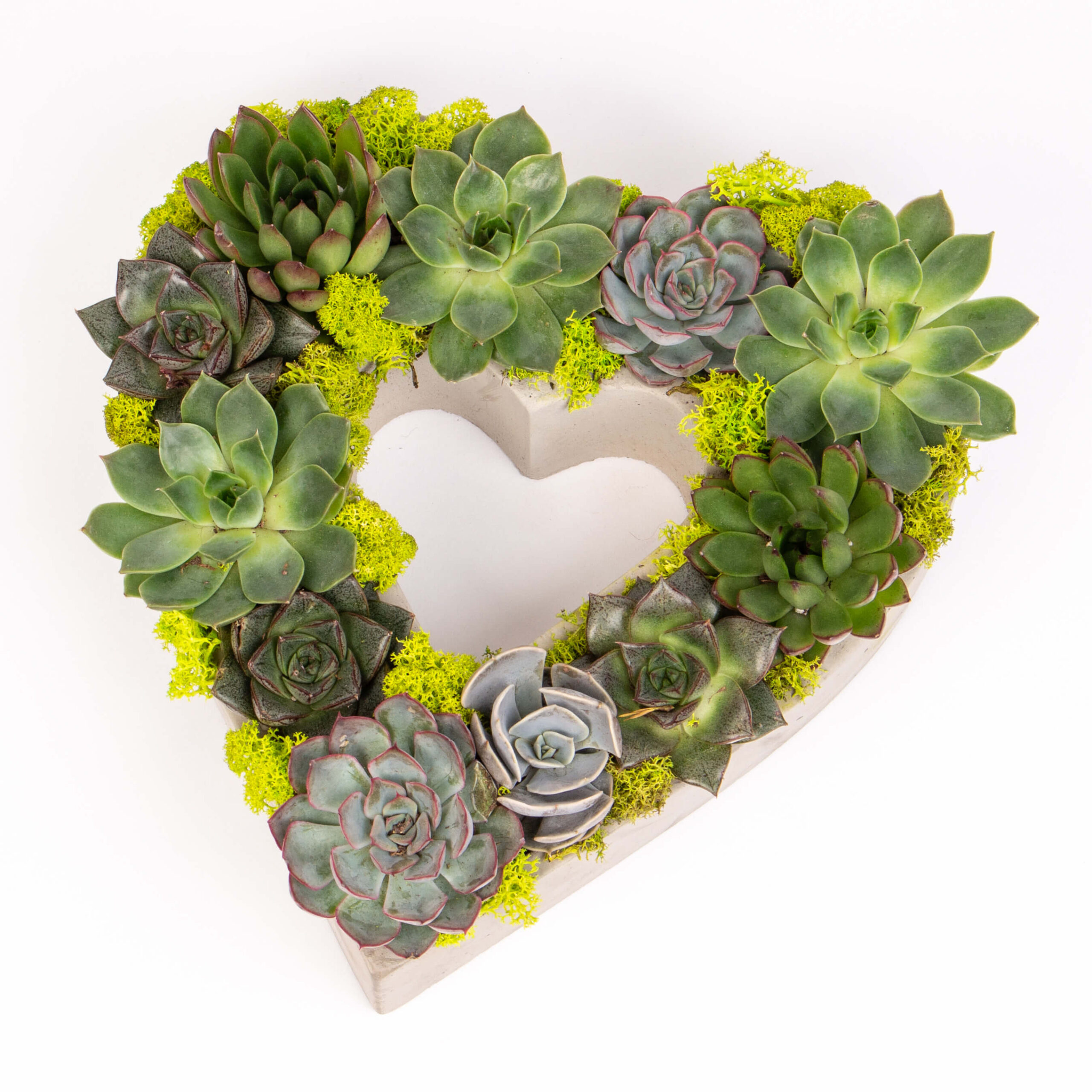 Echeveria in vas inima