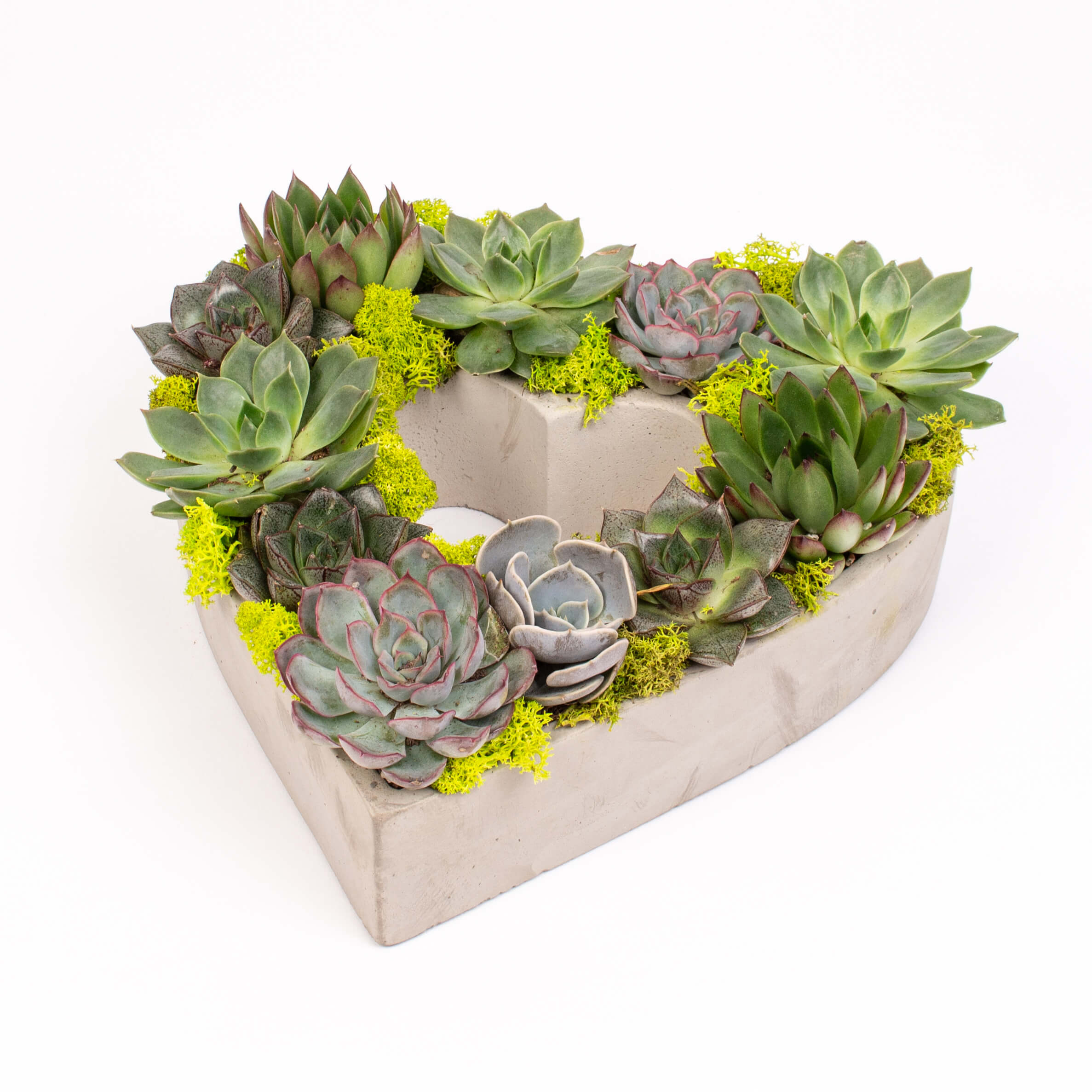 GTCO22b Echeveria in inima