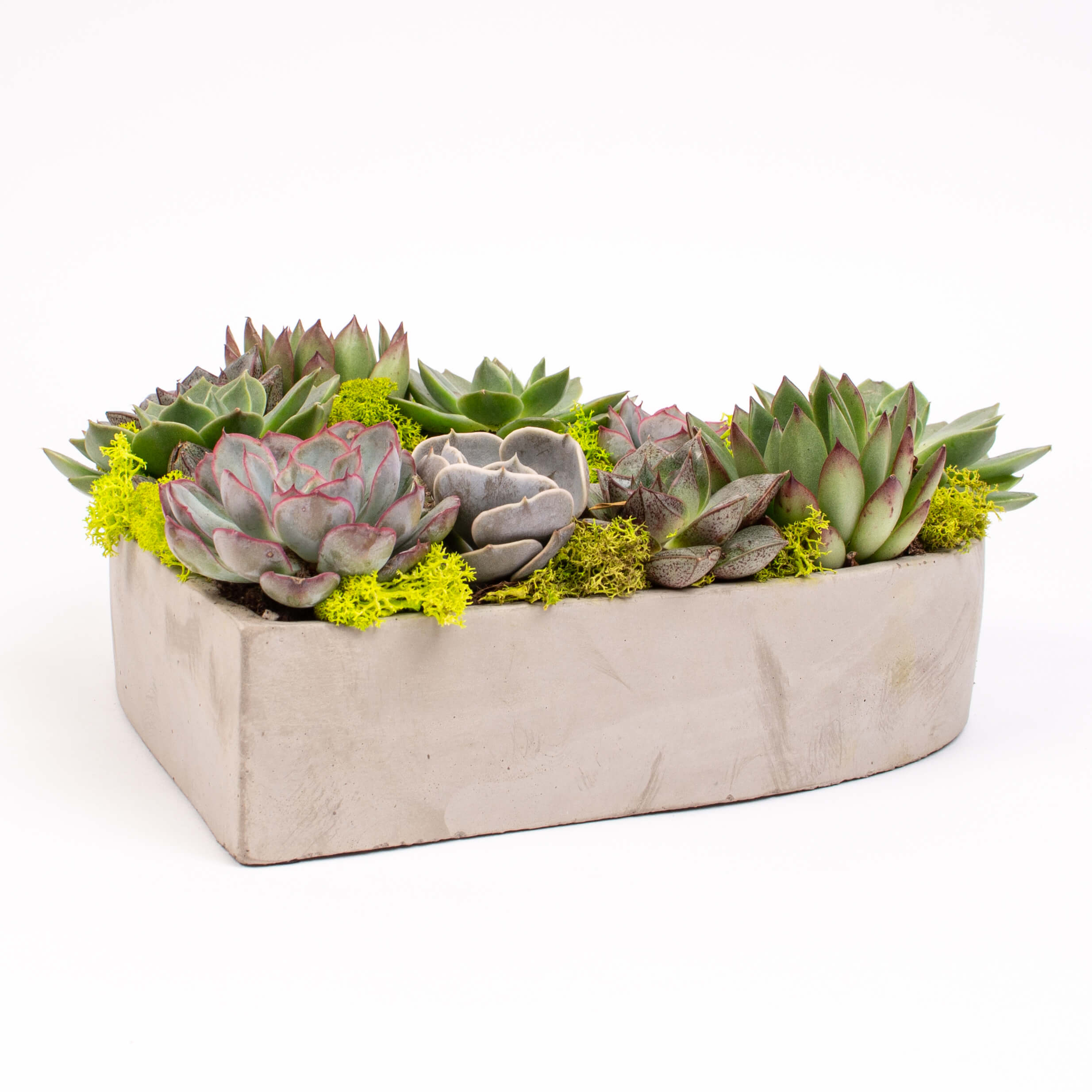 GTCO22c Echeveria in inima Echeveria in inima