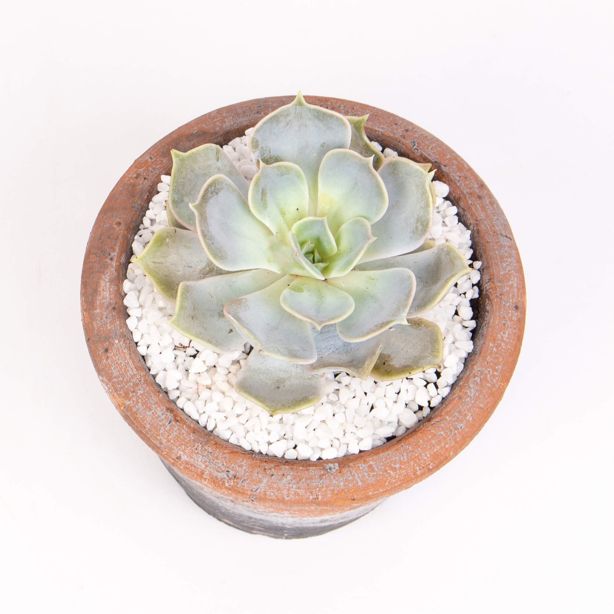 Ghiveci cu echeveria lilacina