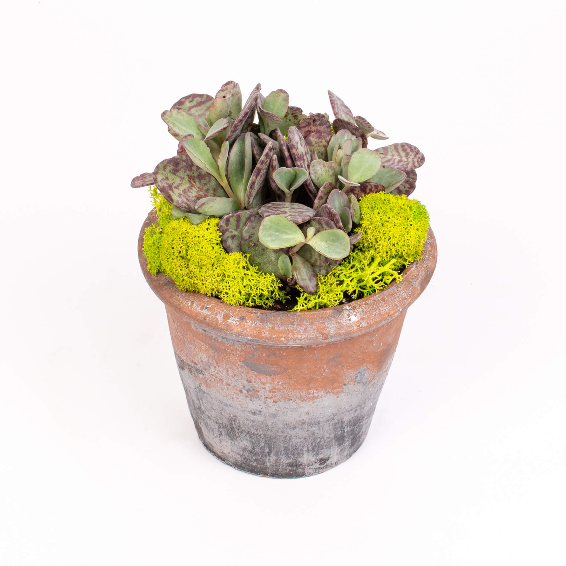 GTCO24a Ghiveci cu kalanchoe partridge Ghiveci cu kalanchoe partridge