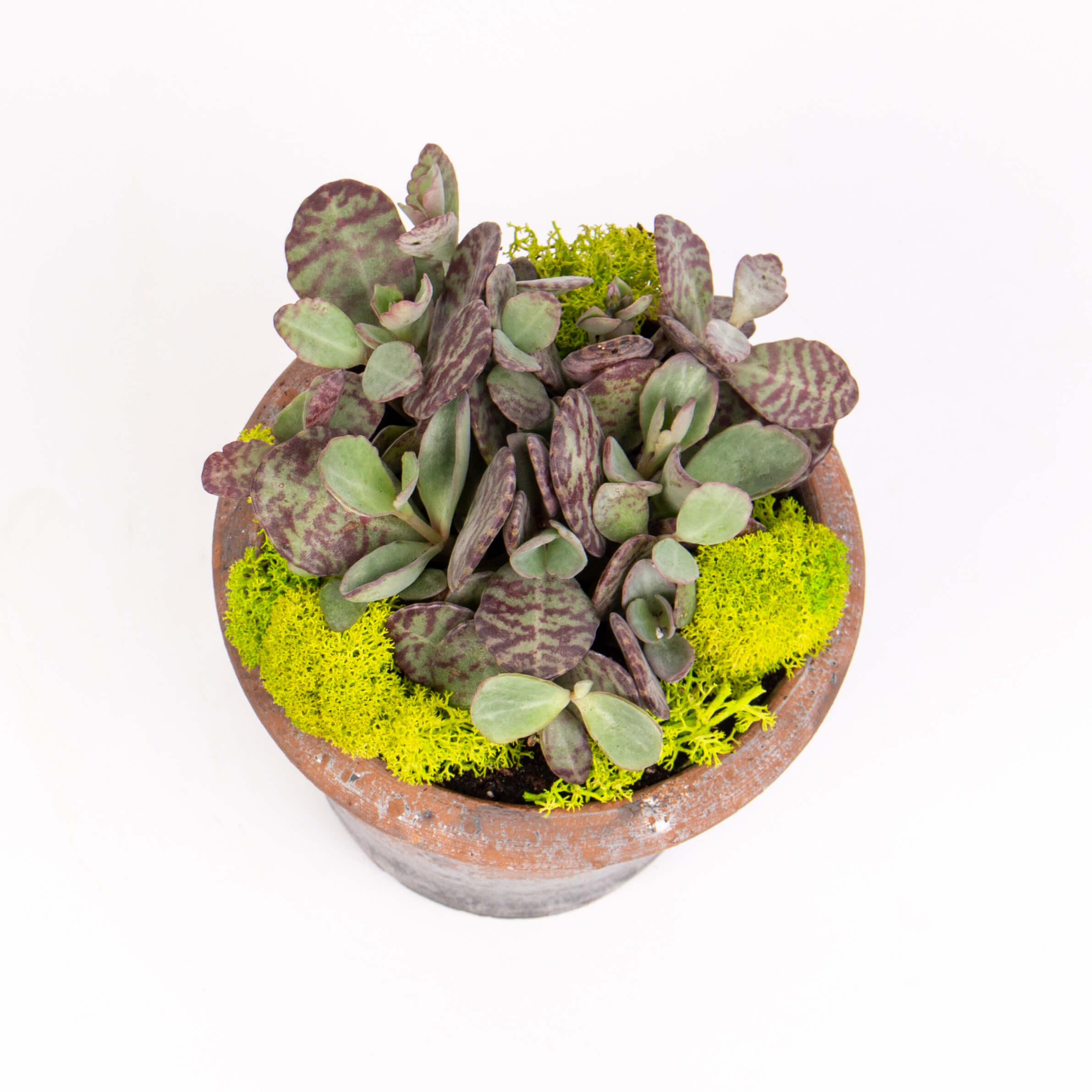 Ghiveci cu kalanchoe partridge