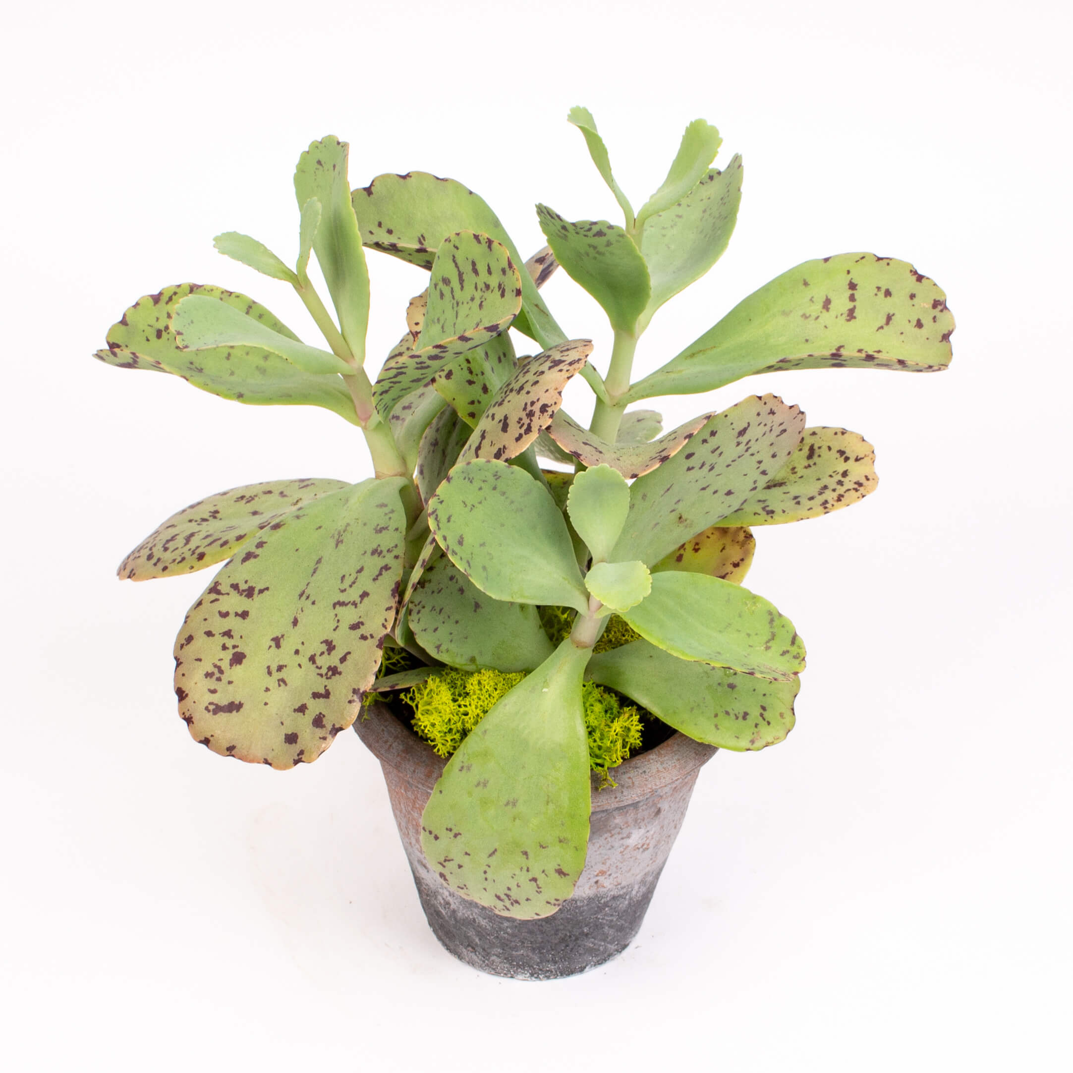 Ghiveci cu plante suculente