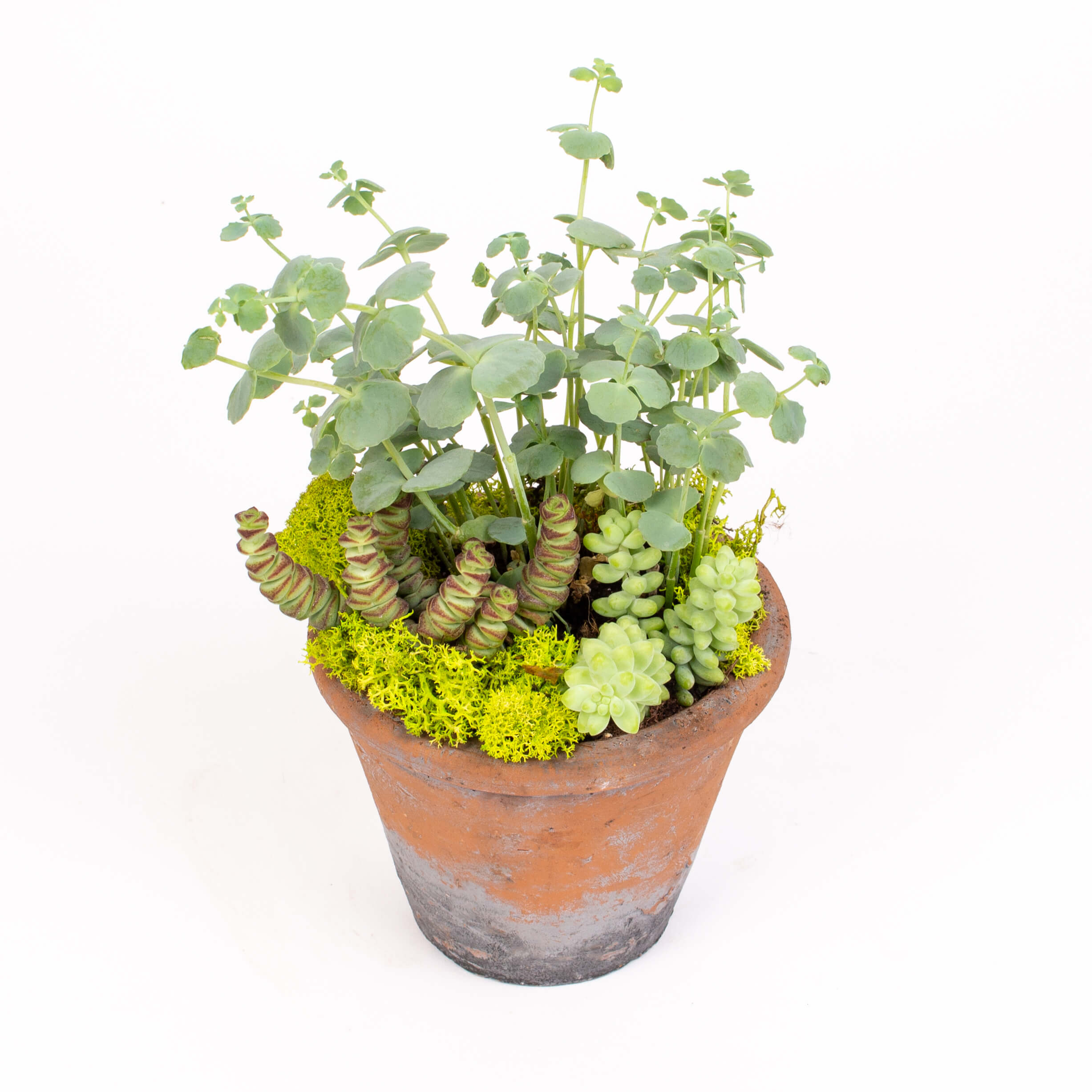 Ghiveci cu plante suculente