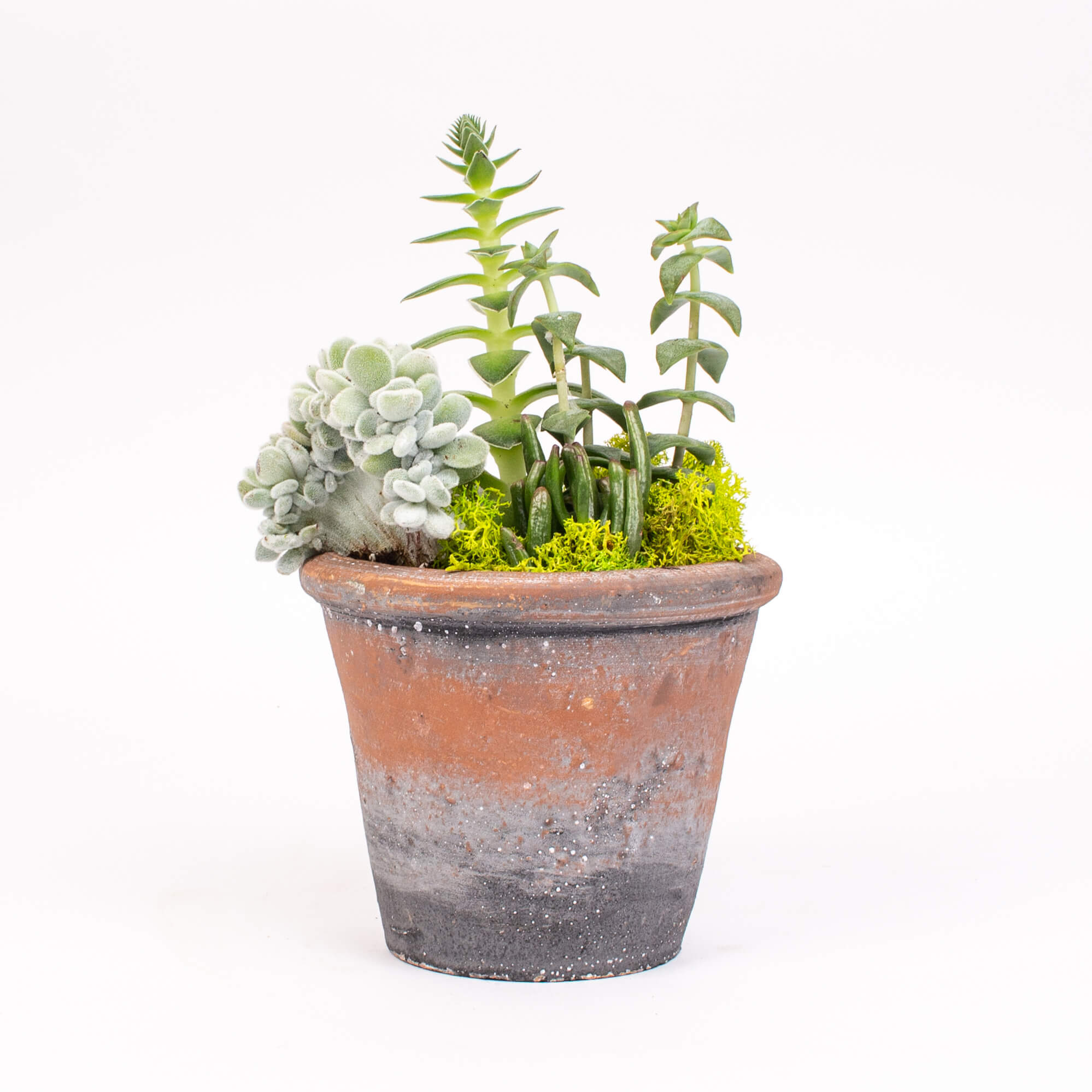 GTCO27a Plante suculente in ghiveci Plante suculente in ghiveci