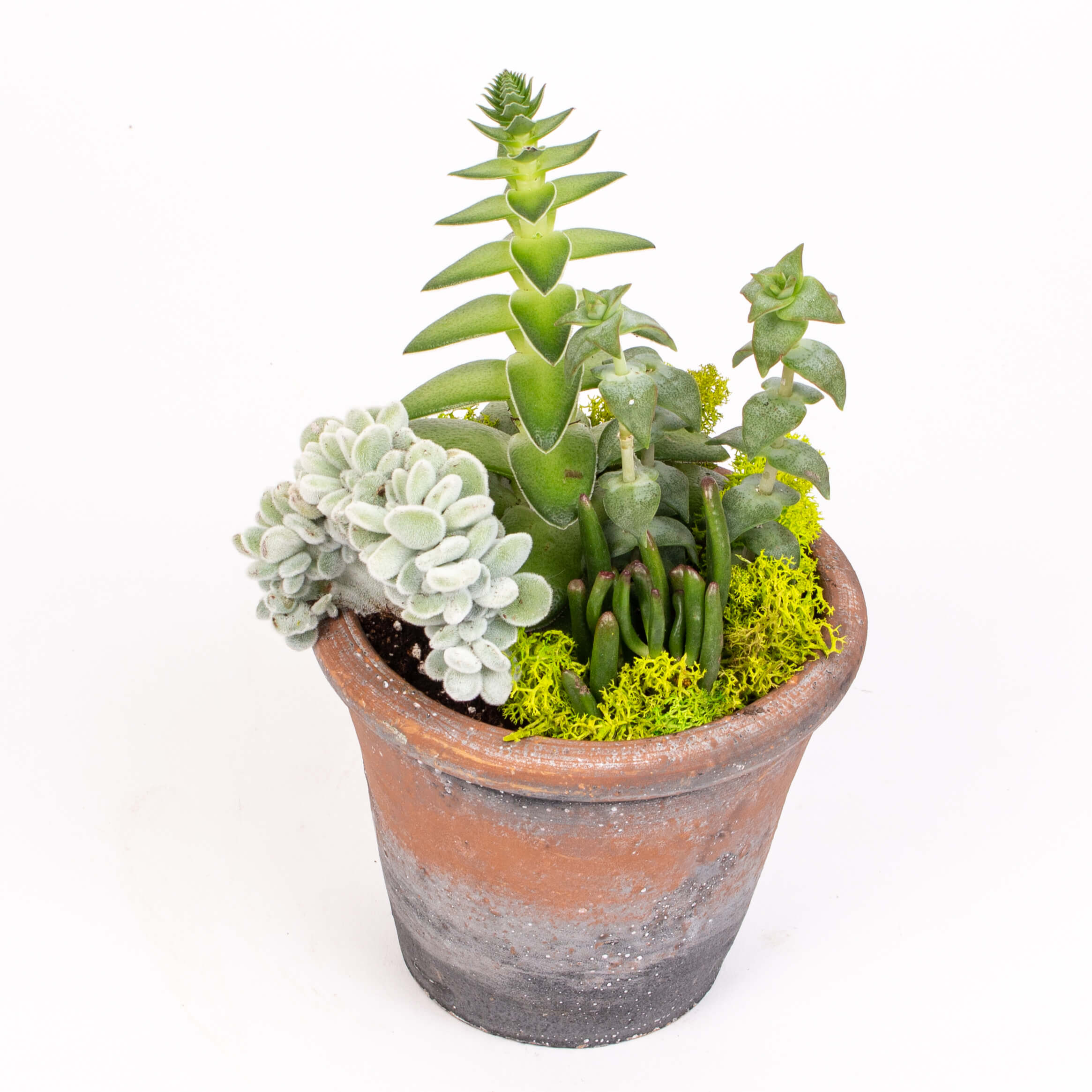 GTCO27b Plante suculente in ghiveci Plante suculente in ghiveci