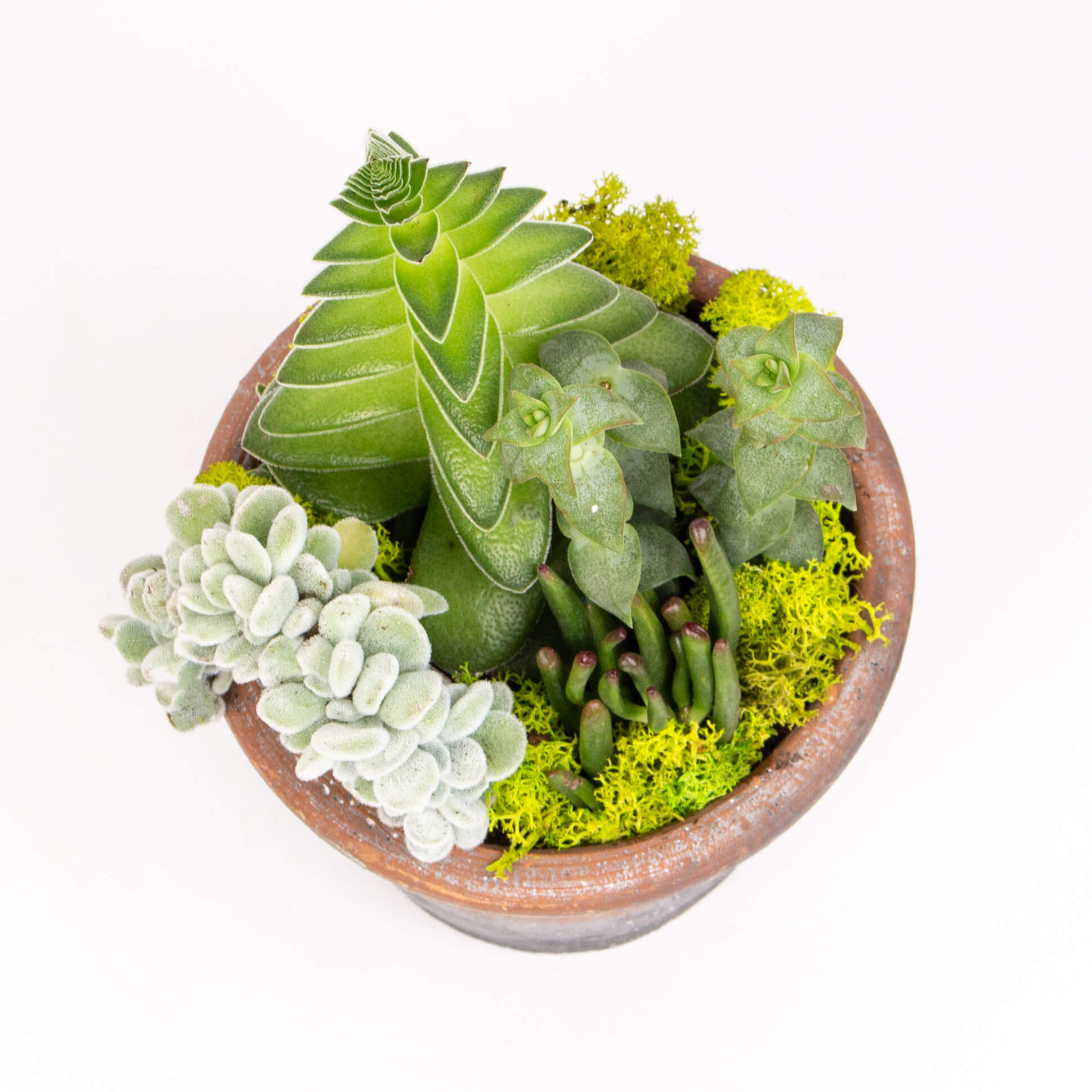 Plante suculente in ghiveci