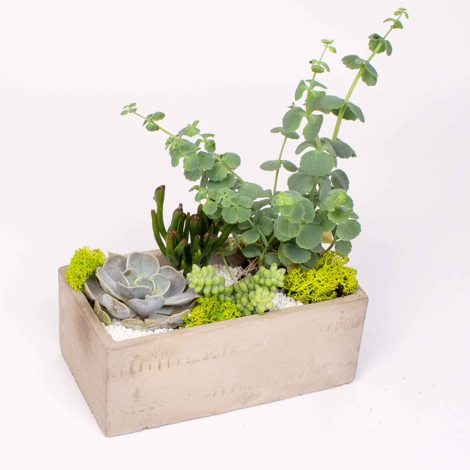 GTCO2a Vas de ciment cu suculente