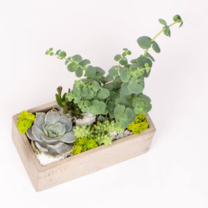 Vas de ciment cu suculente