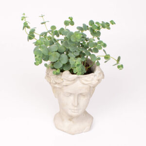 Ghiveci statuie cu sedum sieboldii