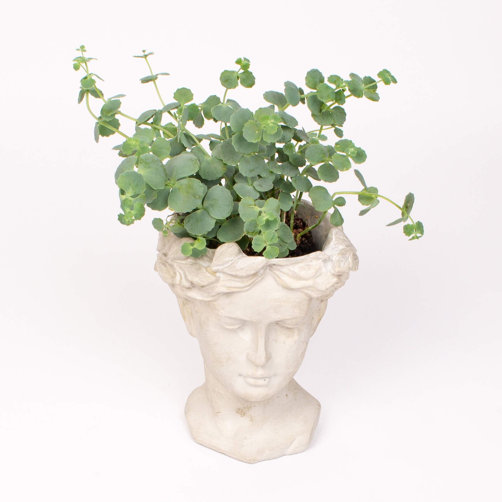 GTCO3a Ghiveci statuie cu sedum sieboldii Ghiveci statuie cu sedum sieboldii