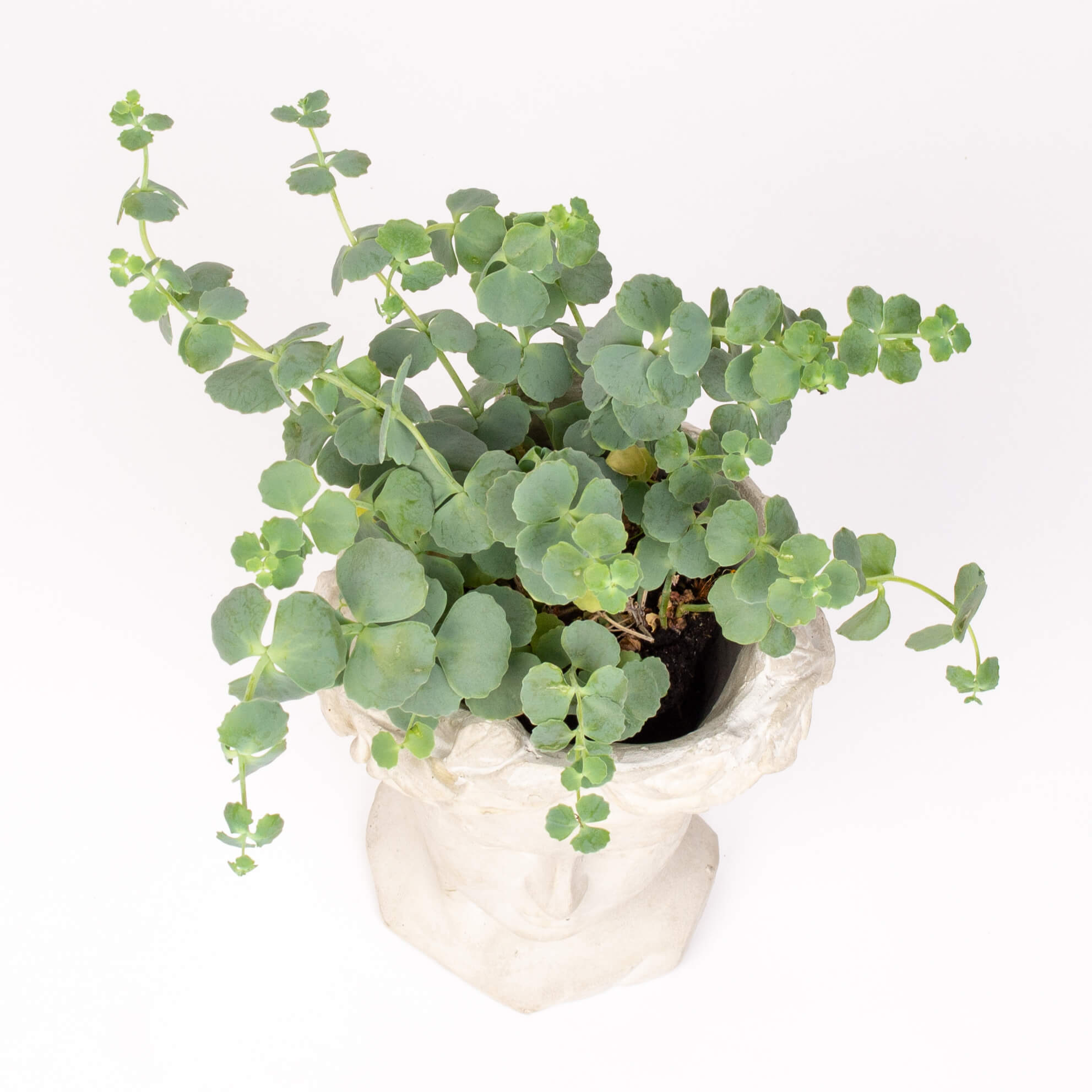 GTCO3b Ghiveci statuie cu sedum sieboldii