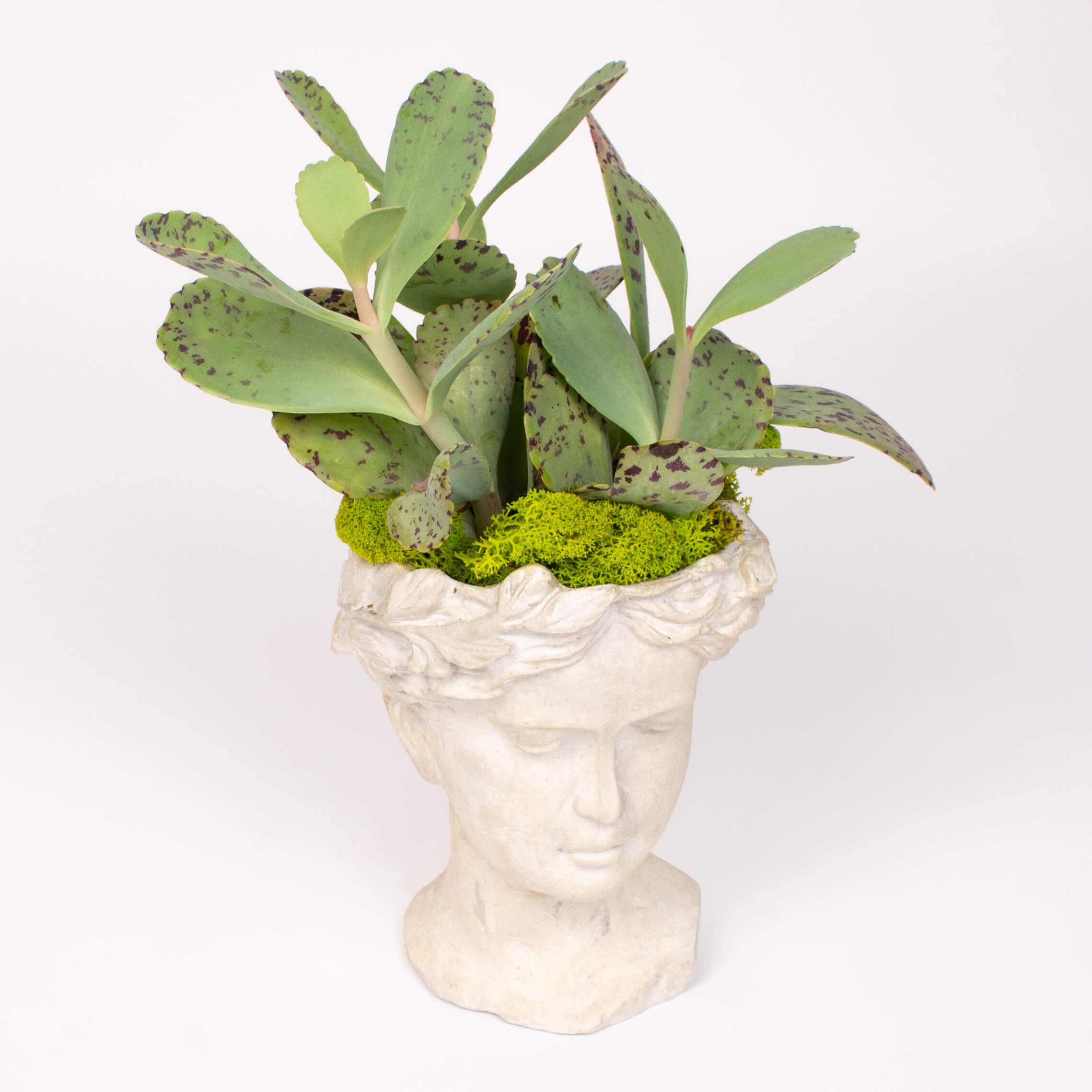 Ghiveci statuie cu kalanchoe marmorata