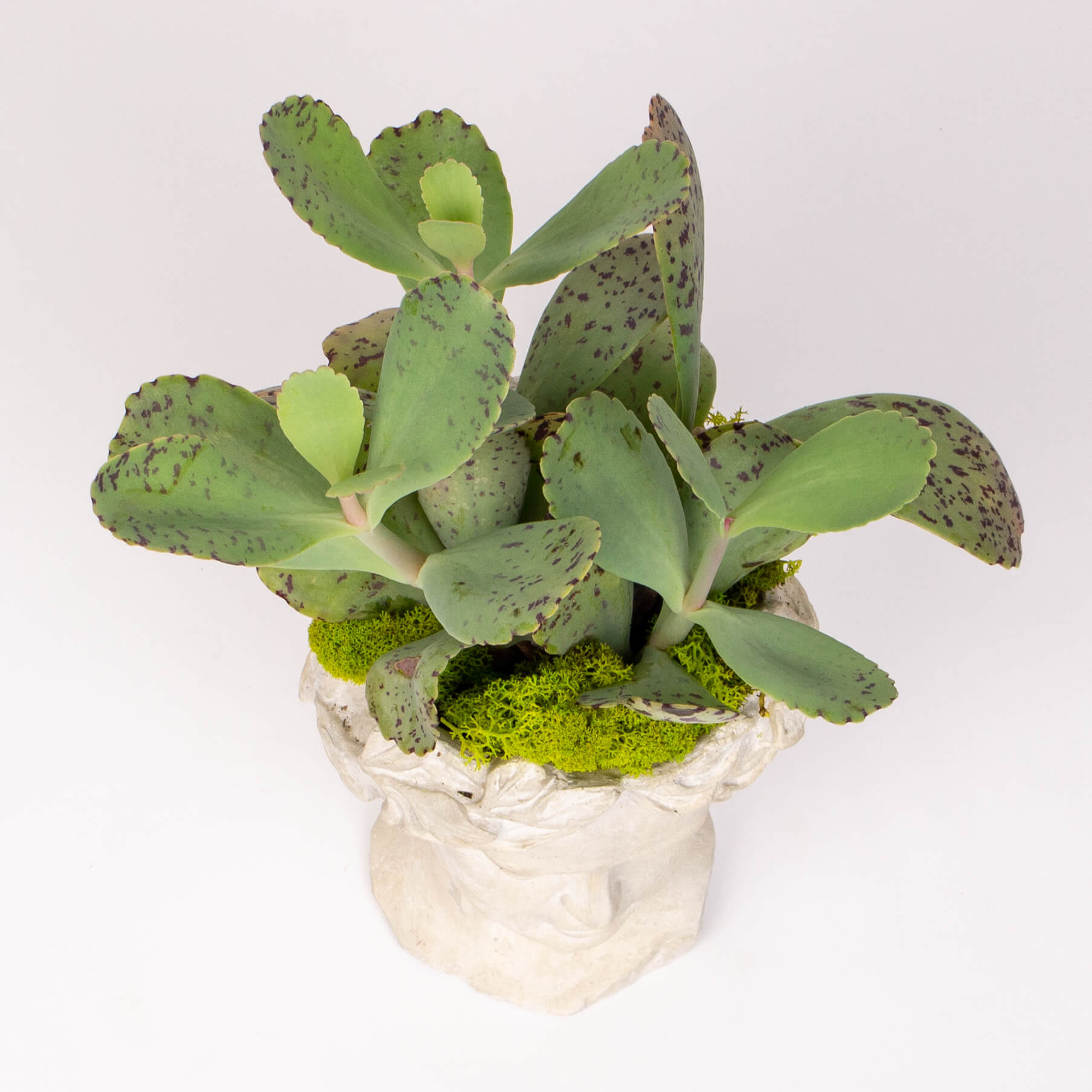 GTCO4b Ghiveci statuie cu kalanchoe marmorata Ghiveci statuie cu kalanchoe marmorata