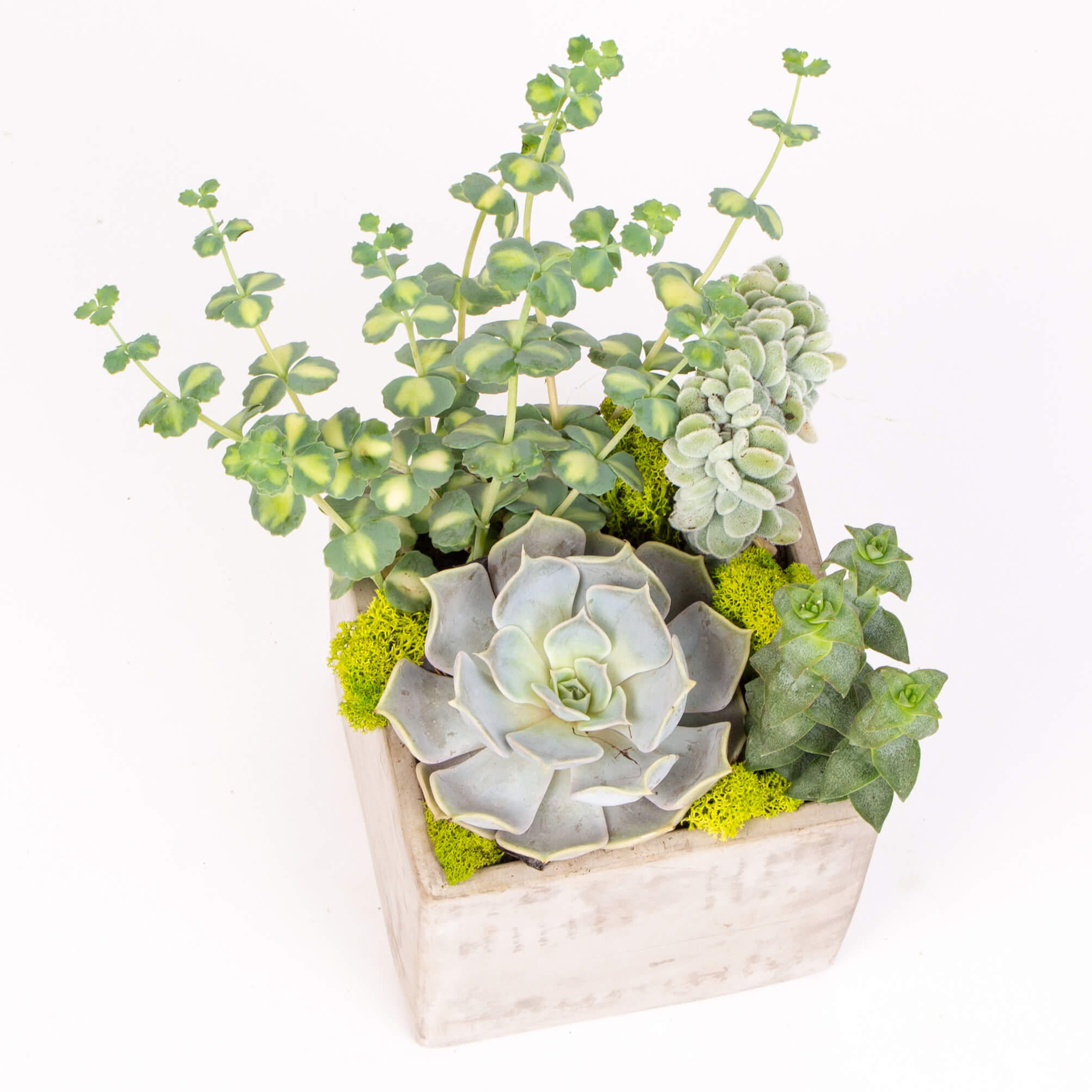 Cub ciment cu suculente