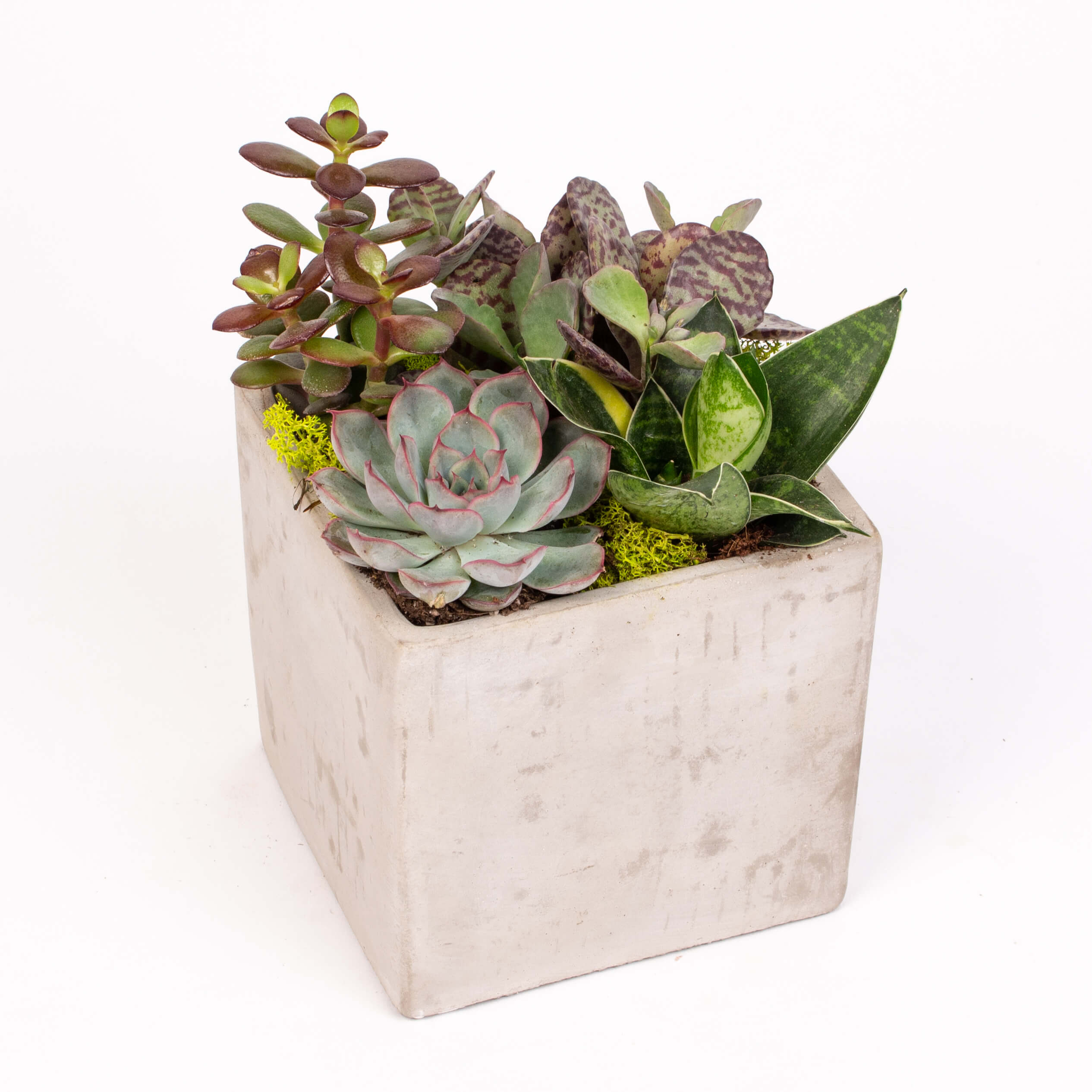 Suculente in cub ciment