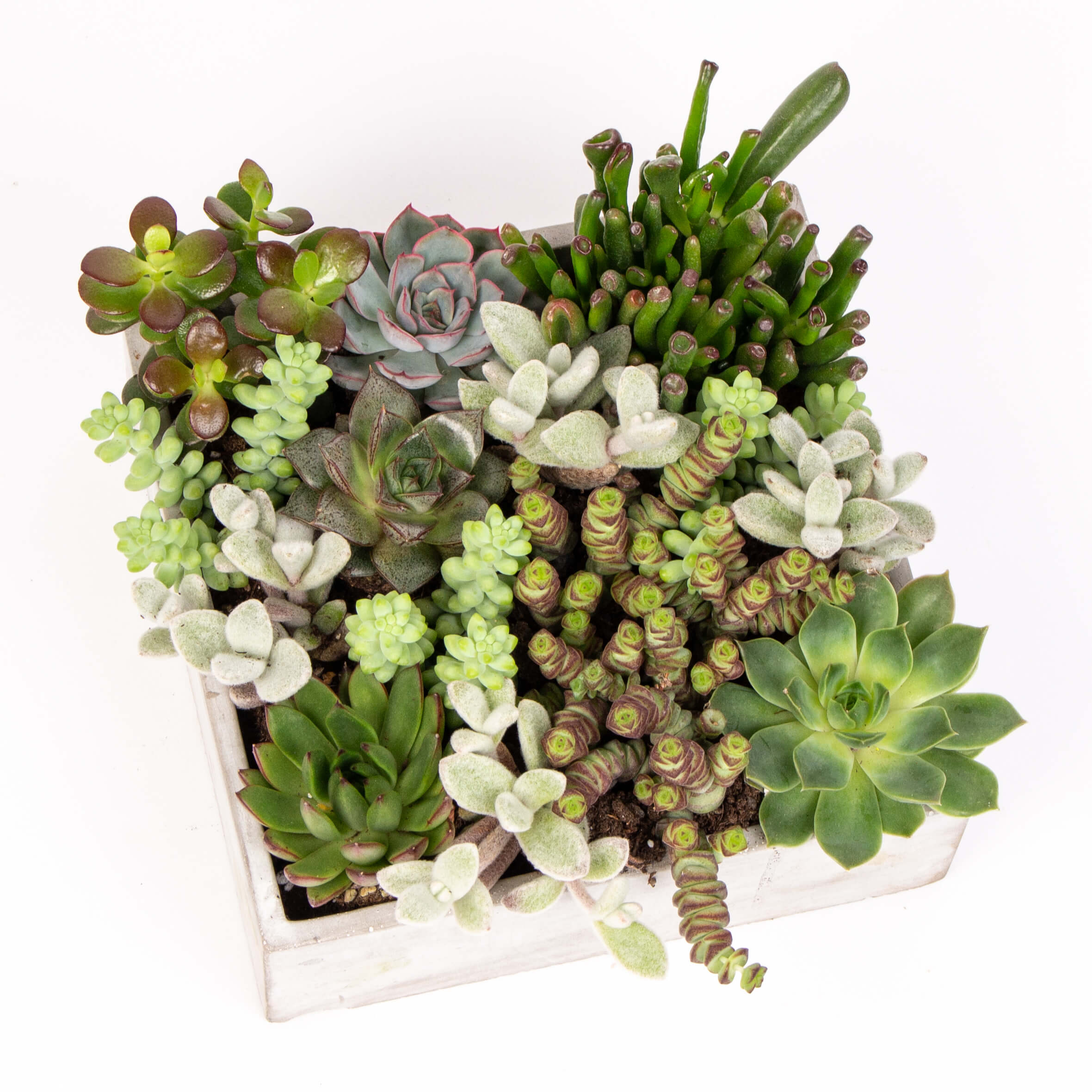 Suport ciment cu suculente