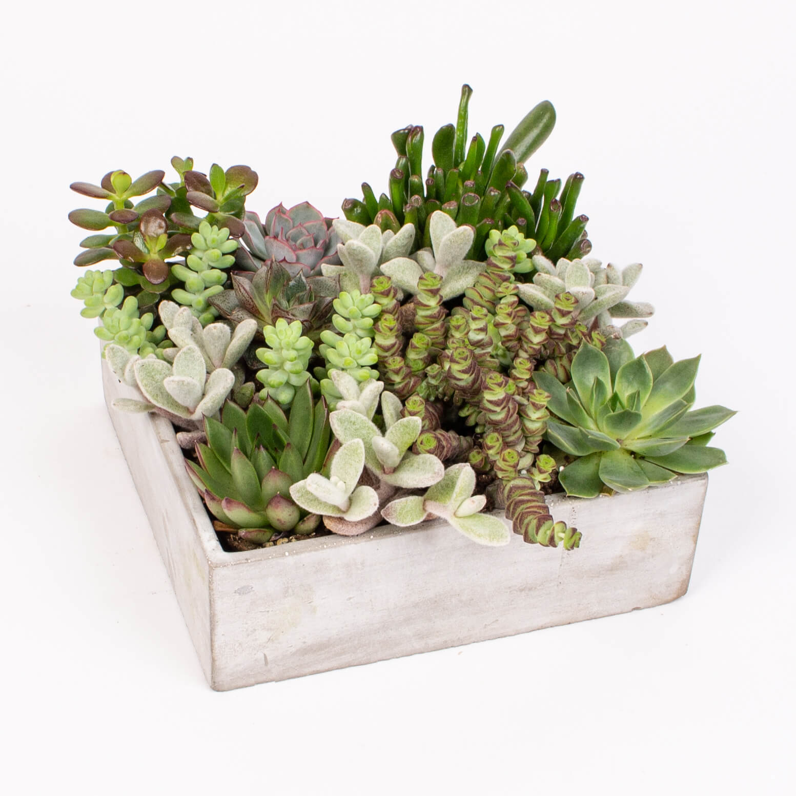 GTCO7b Suport ciment cu suculente