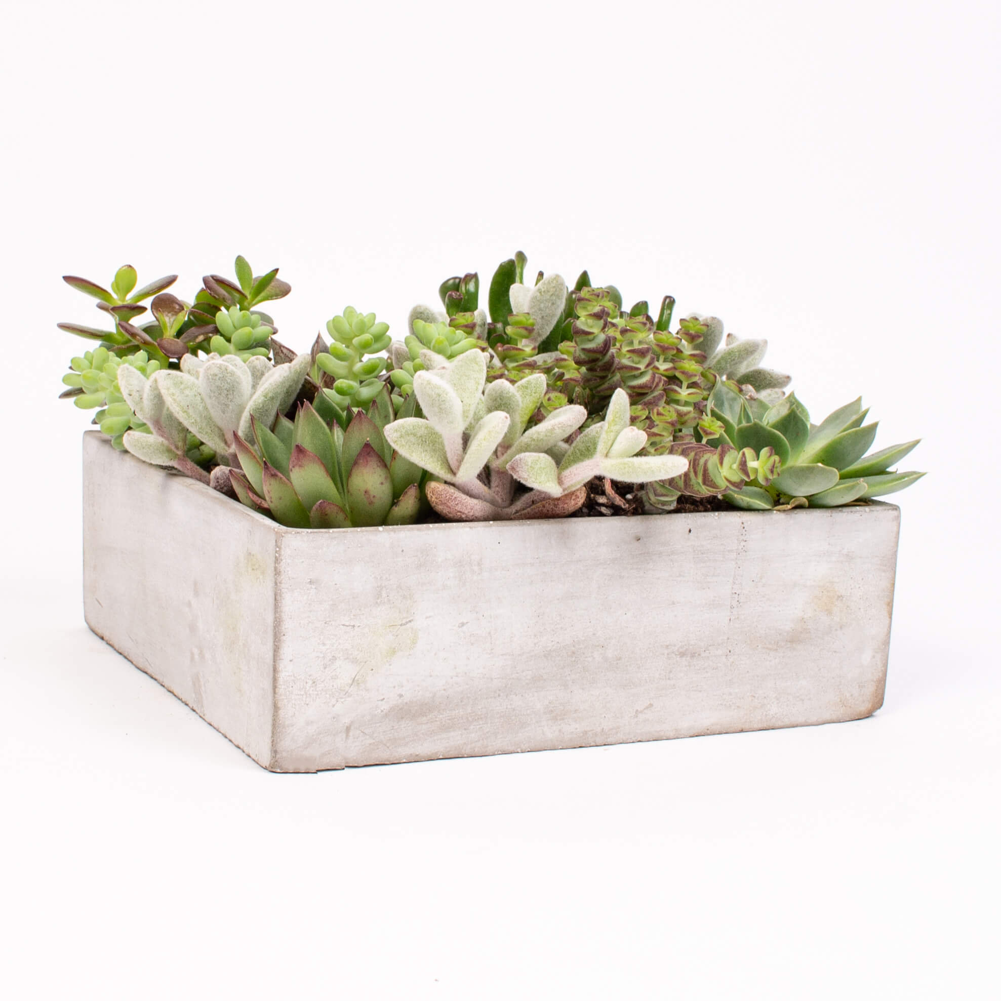 GTCO7c Suport ciment cu suculente