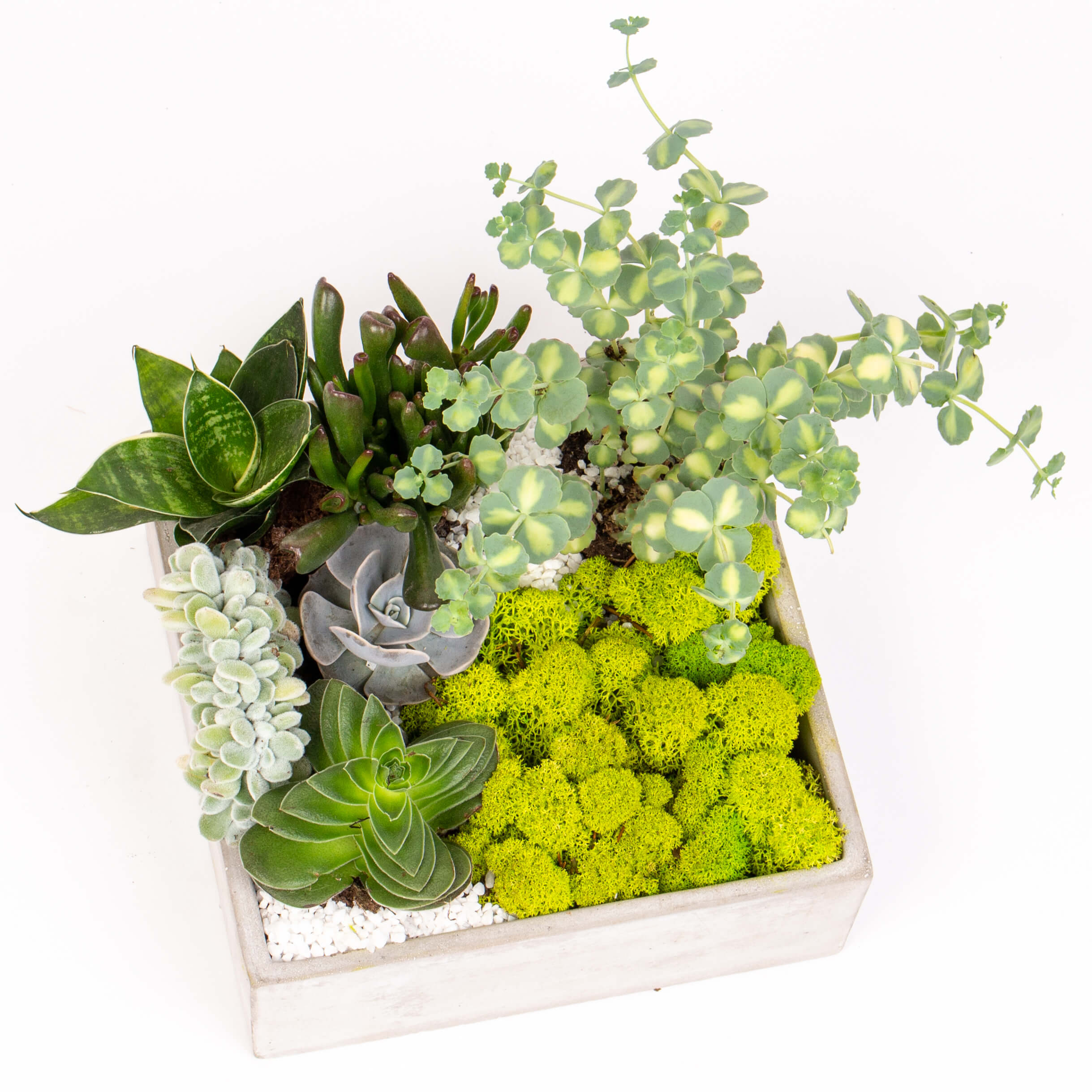 Suculente si muschi in vas ciment