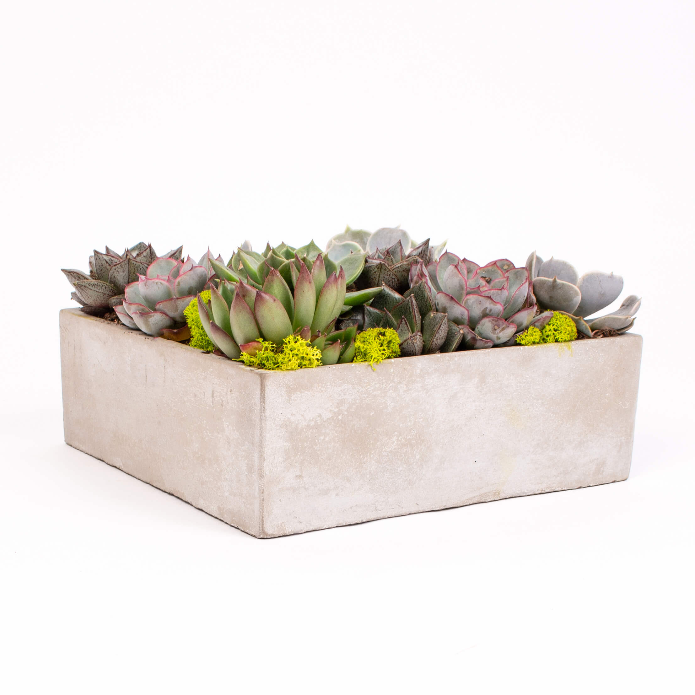 GTCO9a Echeveria in vas de ciment