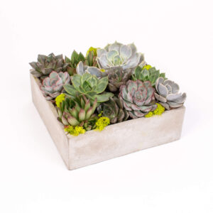 Echeveria in vas de ciment