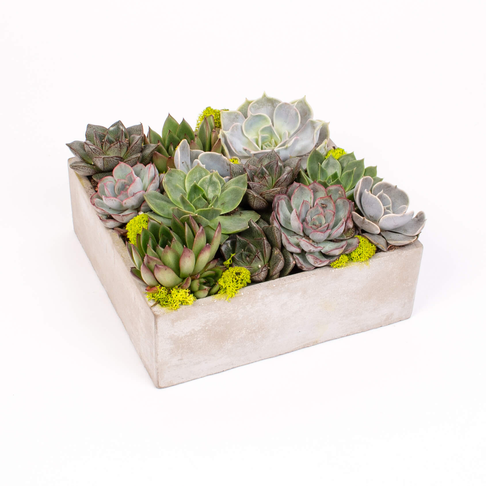 GTCO9b Echeveria in vas de ciment Echeveria in vas de ciment