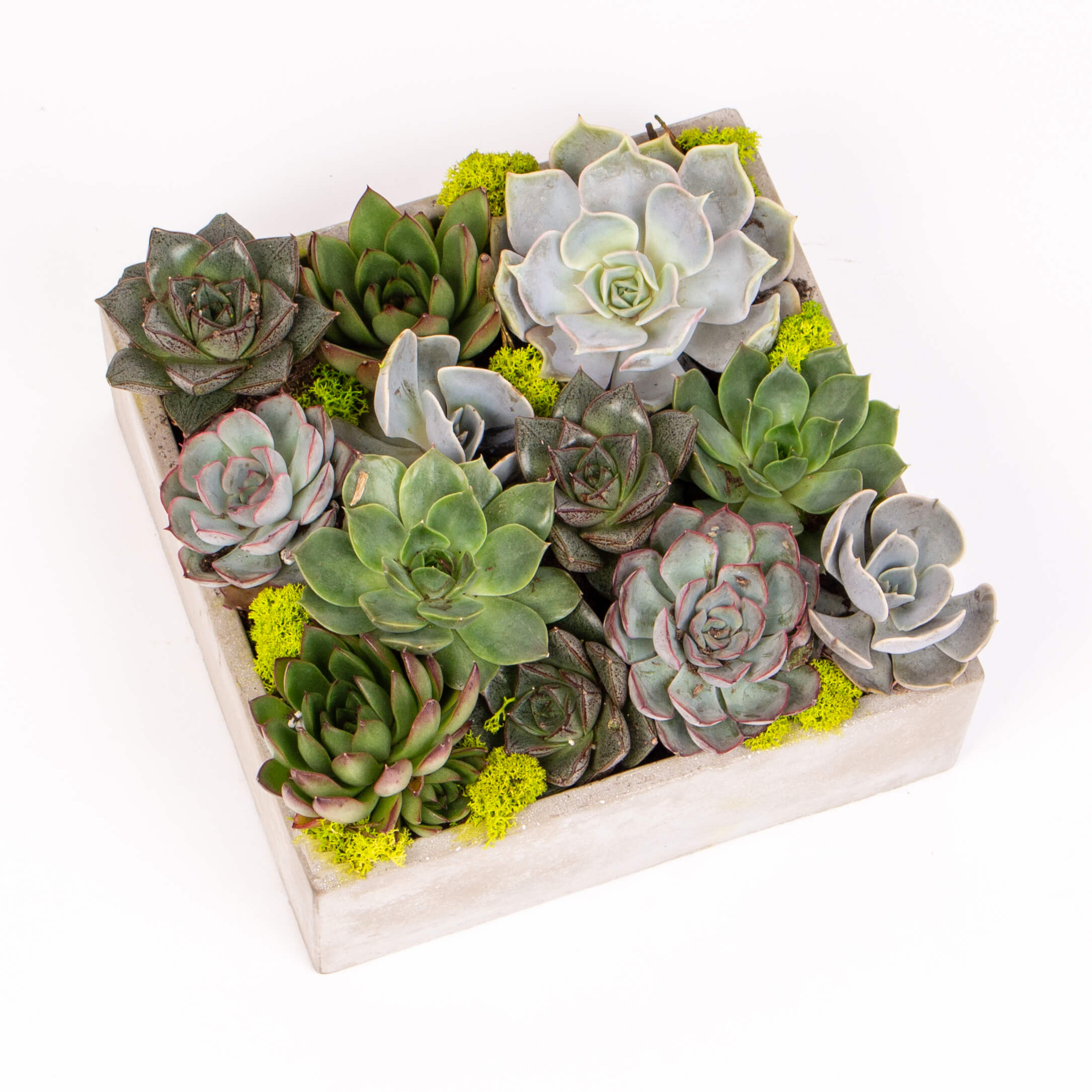 GTCO9c Echeveria in vas de ciment