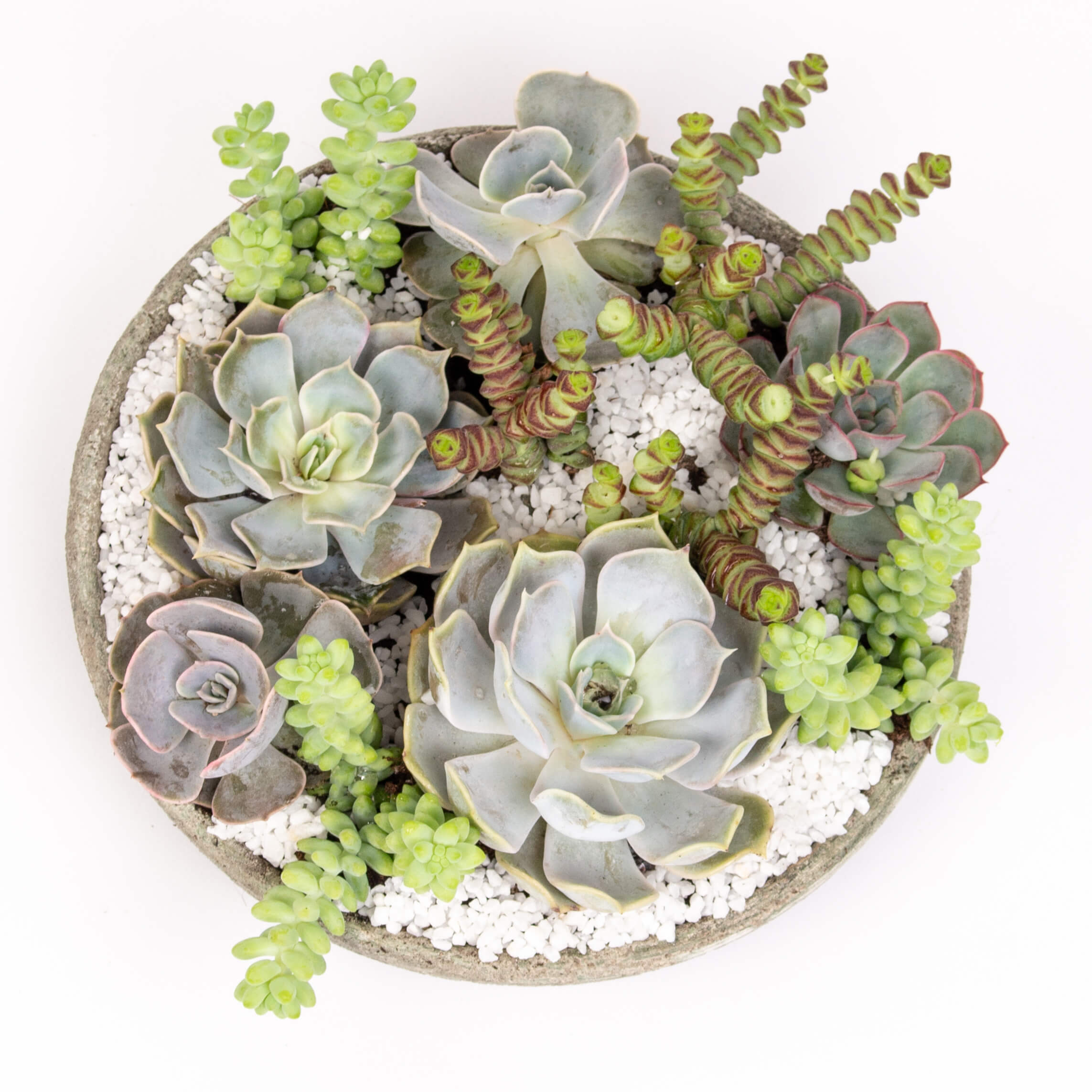 GTCe42a Platou cu suculente Platou cu suculente