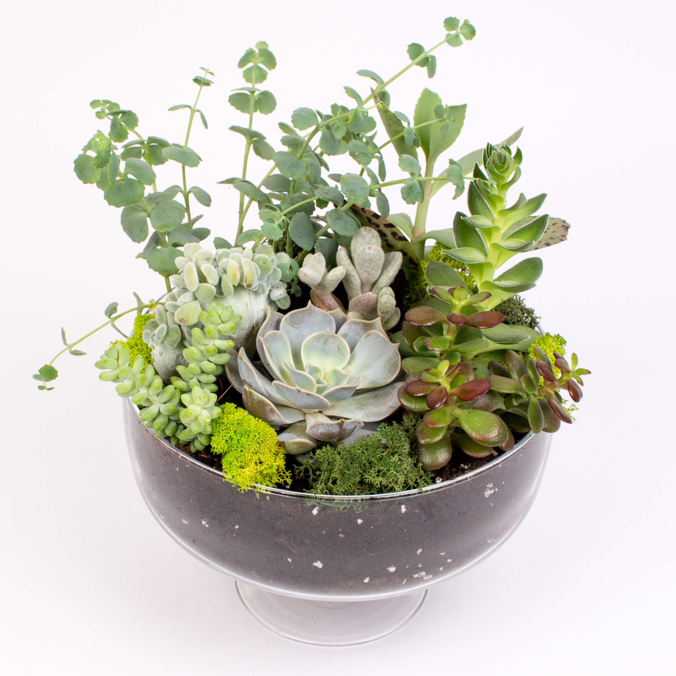 Bomboniera cu suculente