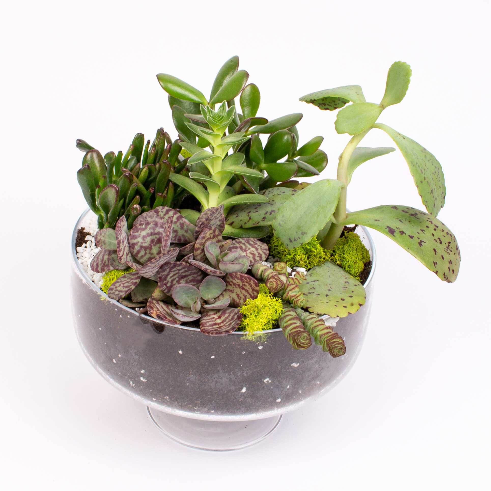 Bomboniera cu crassula si kalanchoe