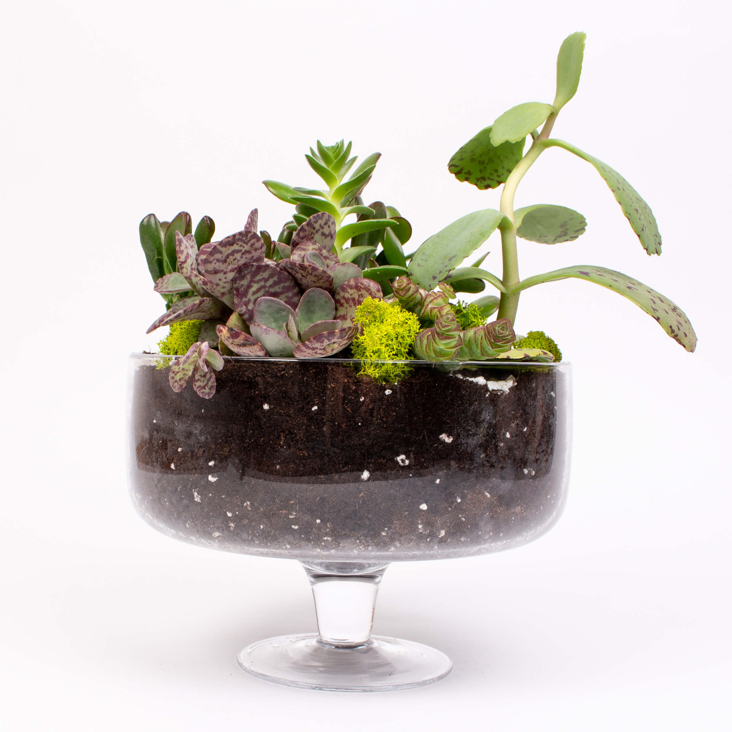 GTGL11b Bomboniera cu crassula si kalanchoe Bomboniera cu crassula si kalanchoe