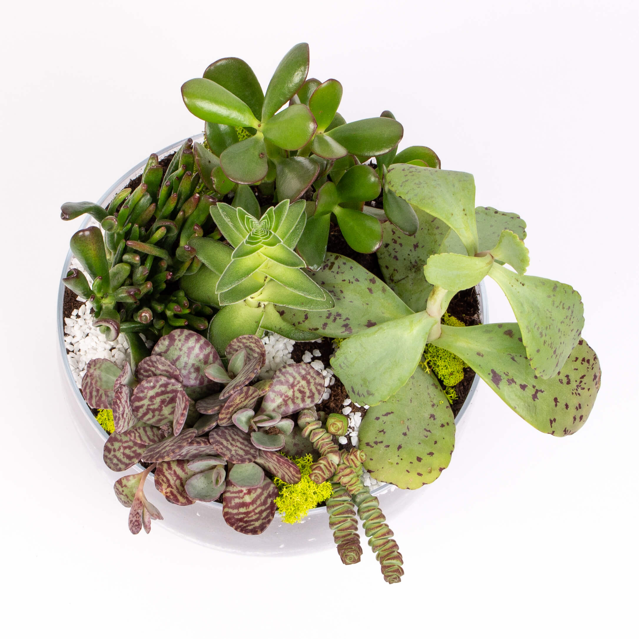 GTGL11c Bomboniera cu crassula si kalanchoe Bomboniera cu crassula si kalanchoe