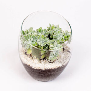 Echeveria frosty in vas sticla