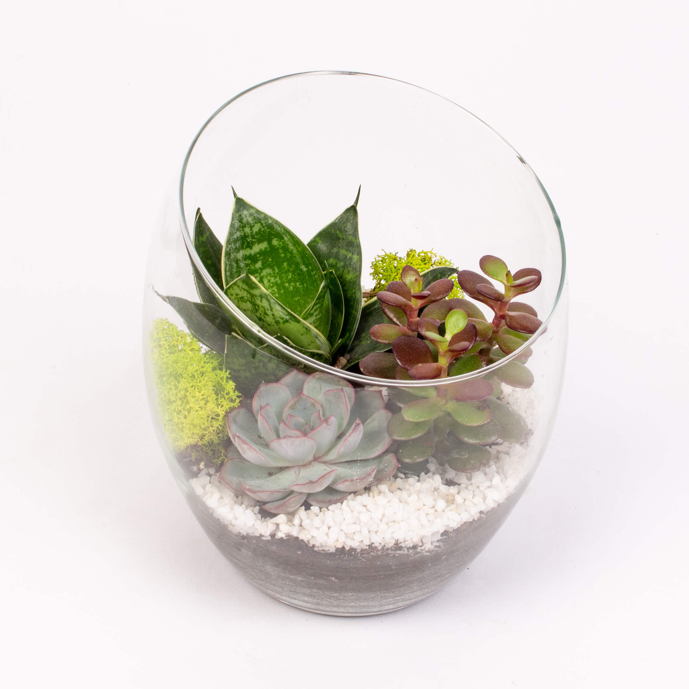 GTGL13a Vas sticla cu suculente Vas sticla cu suculente